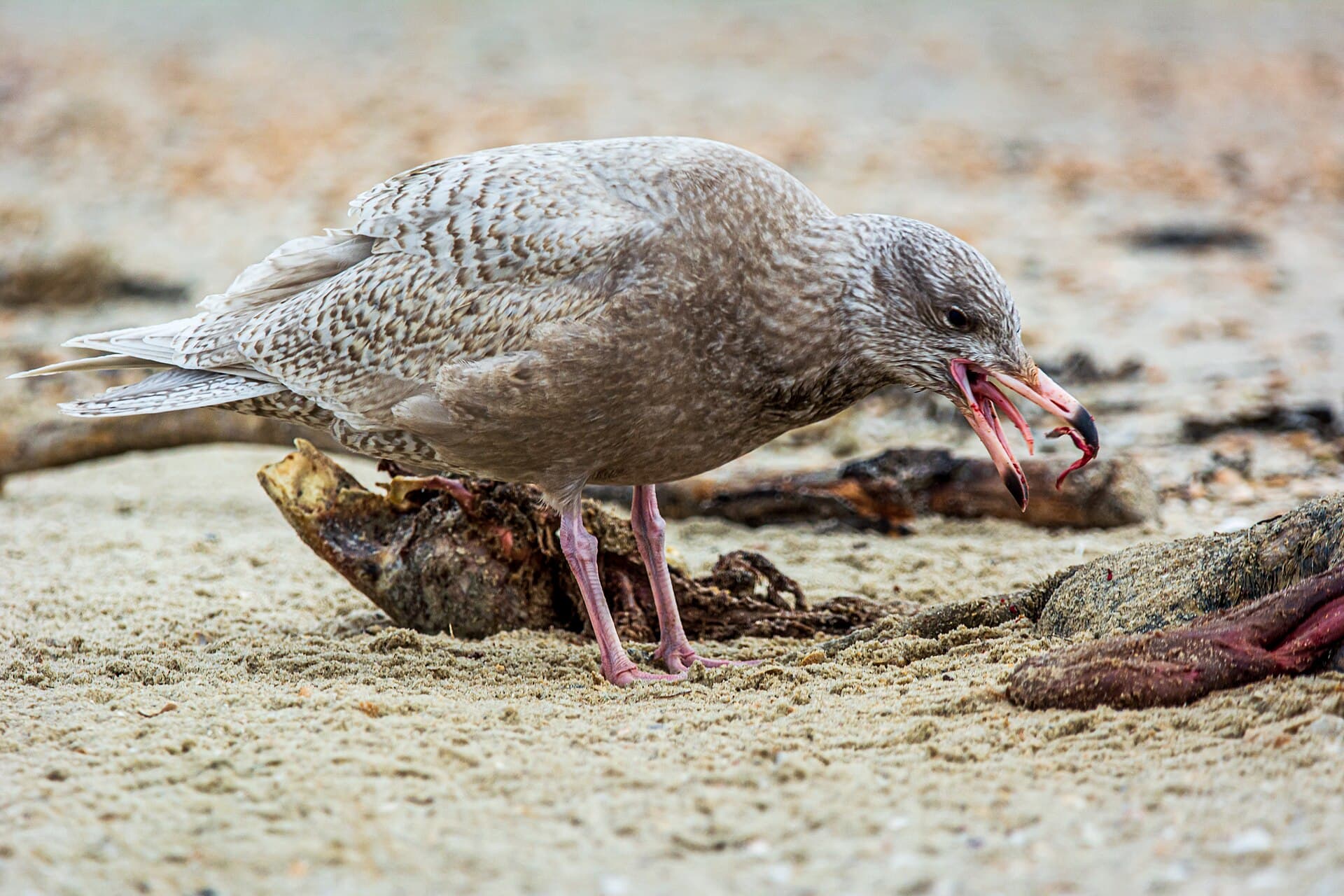 Grote Burgemeester (Larus hyperboreus) - Eismöwe (larus hyperboreus), 2. Kalenderjahr, frisst toten Seehund (phoca vitulina) - Spiekeroog, Nationalpark Niedersächsisches Wattenmeer