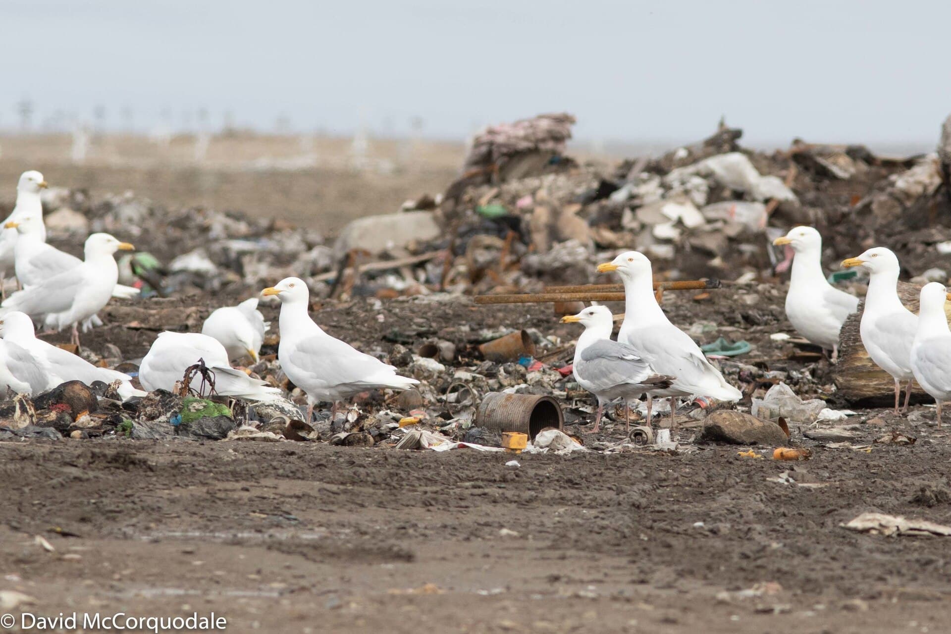 Grote Burgemeester (Larus hyperboreus) - Glaucous Gulls and a Thayer's Gull, Cambridge Bay, Nunavut, Canada 45779388