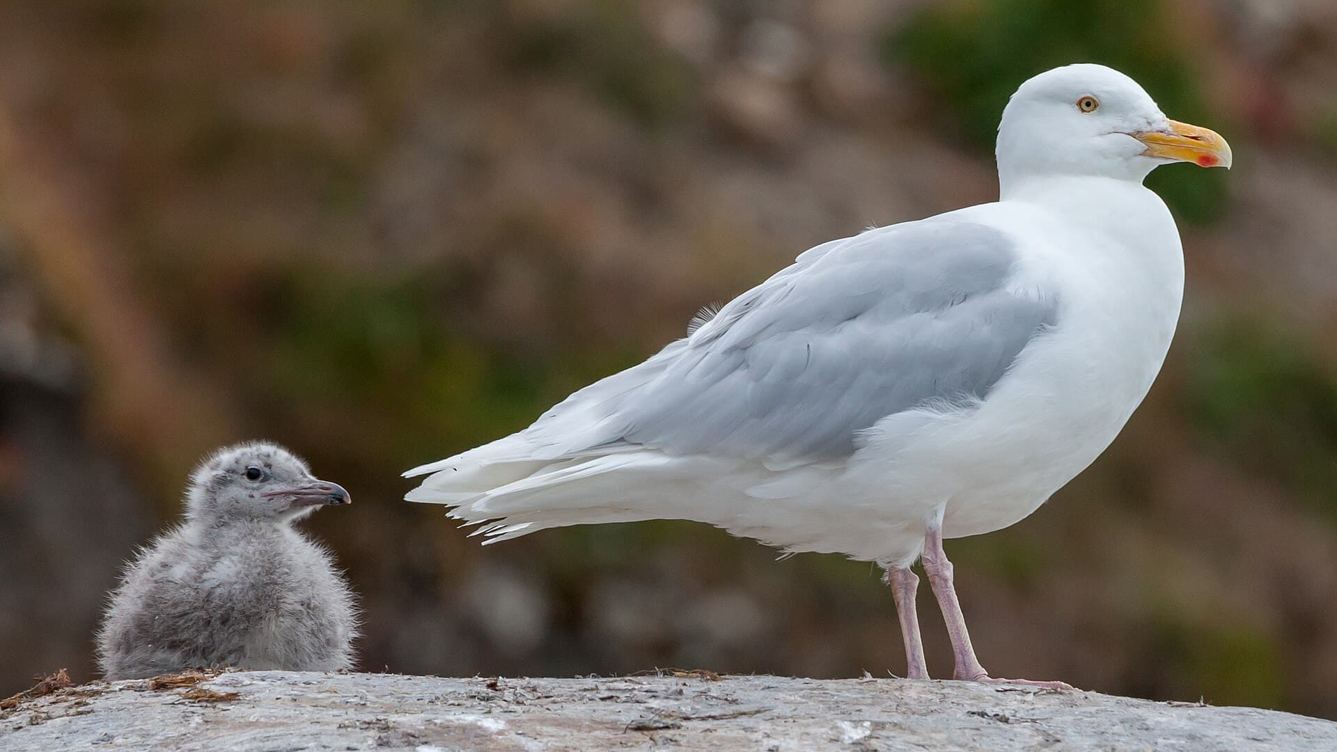 Grote Burgemeester (Larus hyperboreus) - Glaucous gull (Larus hyperboreus) with offspring, Liefdefjord, Svalbard