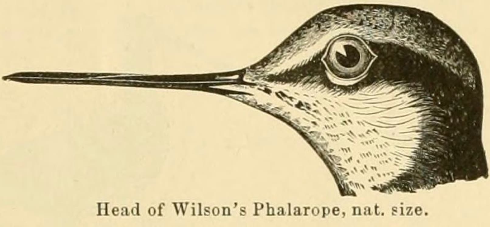 grote franjepoot (Phalaropus tricolor) - Phalaropus tricolor 1891