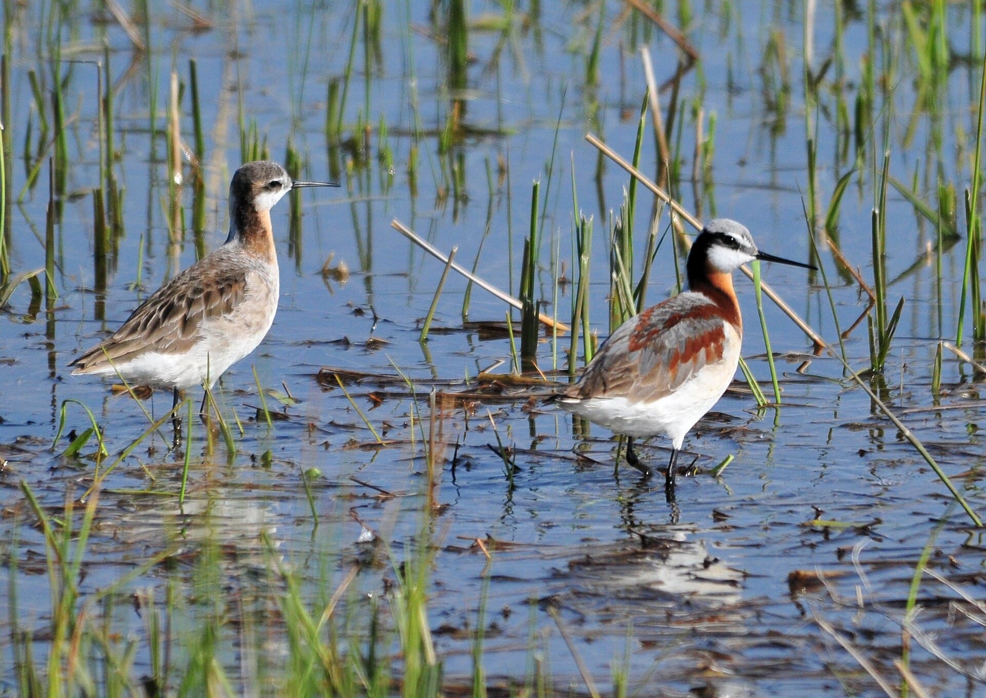 grote franjepoot (Phalaropus tricolor) - Wilson's Phalarope Pair Seedskadee NWR (18282780279)