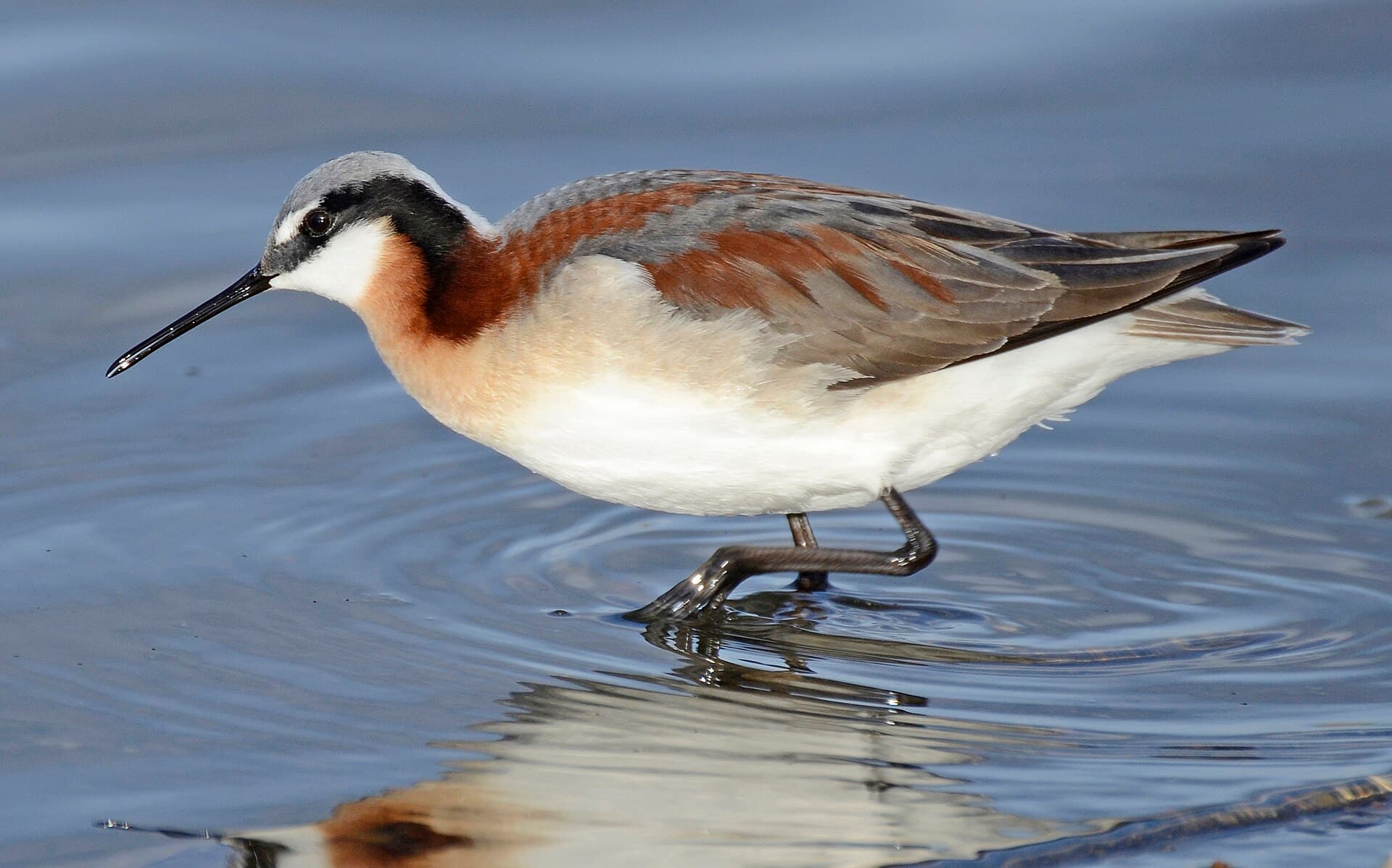 grote franjepoot (Phalaropus tricolor) - Wilson's Phalarope, Oregon 03 (cropped)