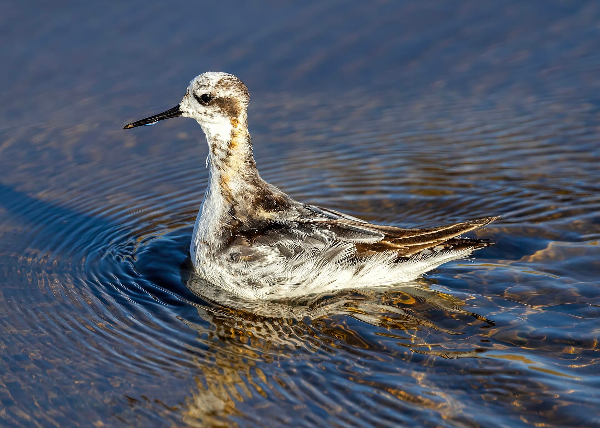 grote franjepoot (Phalaropus tricolor) - RedNeckedPhalarope