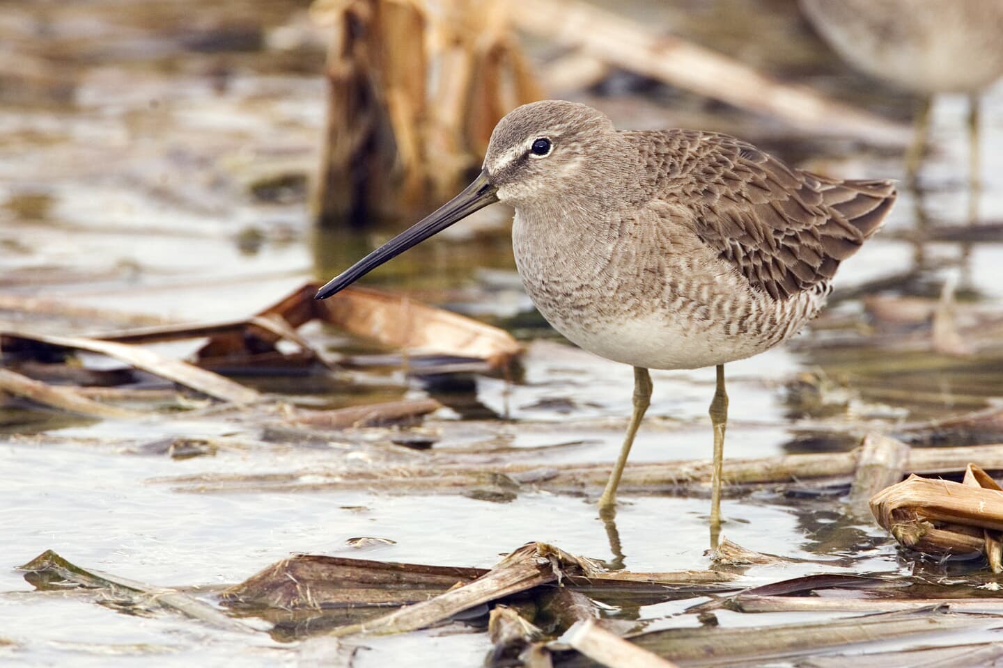 grote grijze snip (Limnodromus scolopaceus) - Dowitcher - natures pics