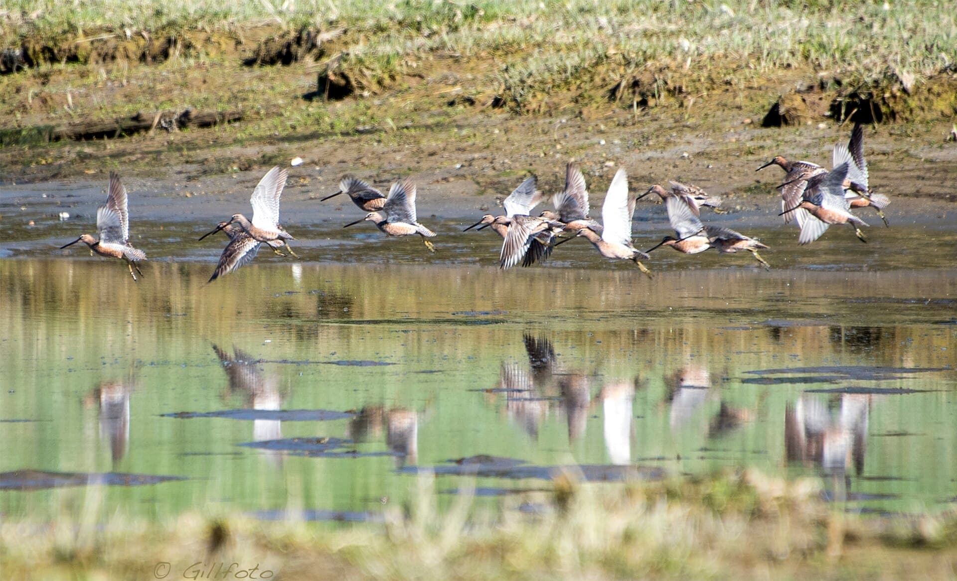 grote grijze snip (Limnodromus scolopaceus) - Sandpiper JE 648 (34687649482)