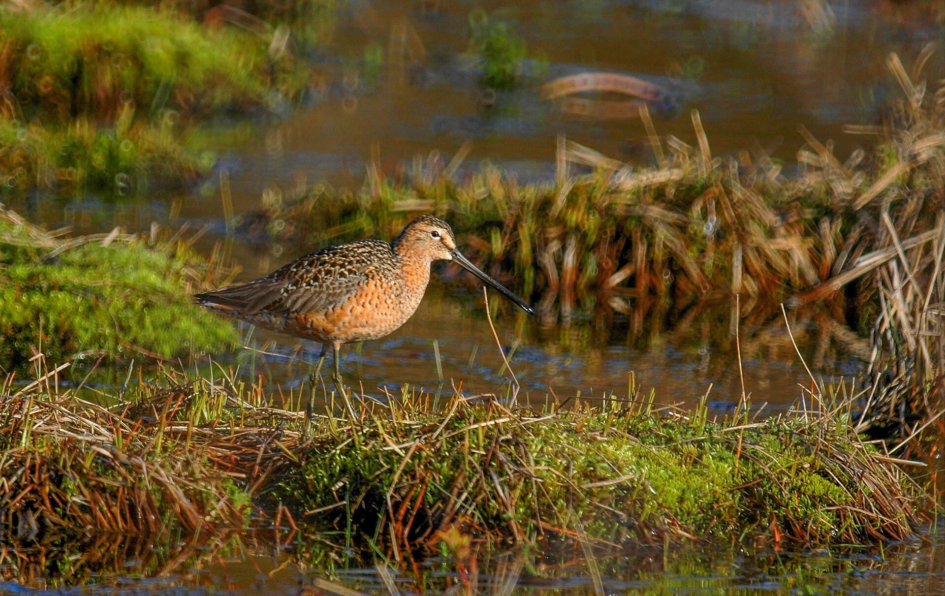grote grijze snip (Limnodromus scolopaceus) - Long-billed dowitcher (Limnodromus scolopaceus) 2018