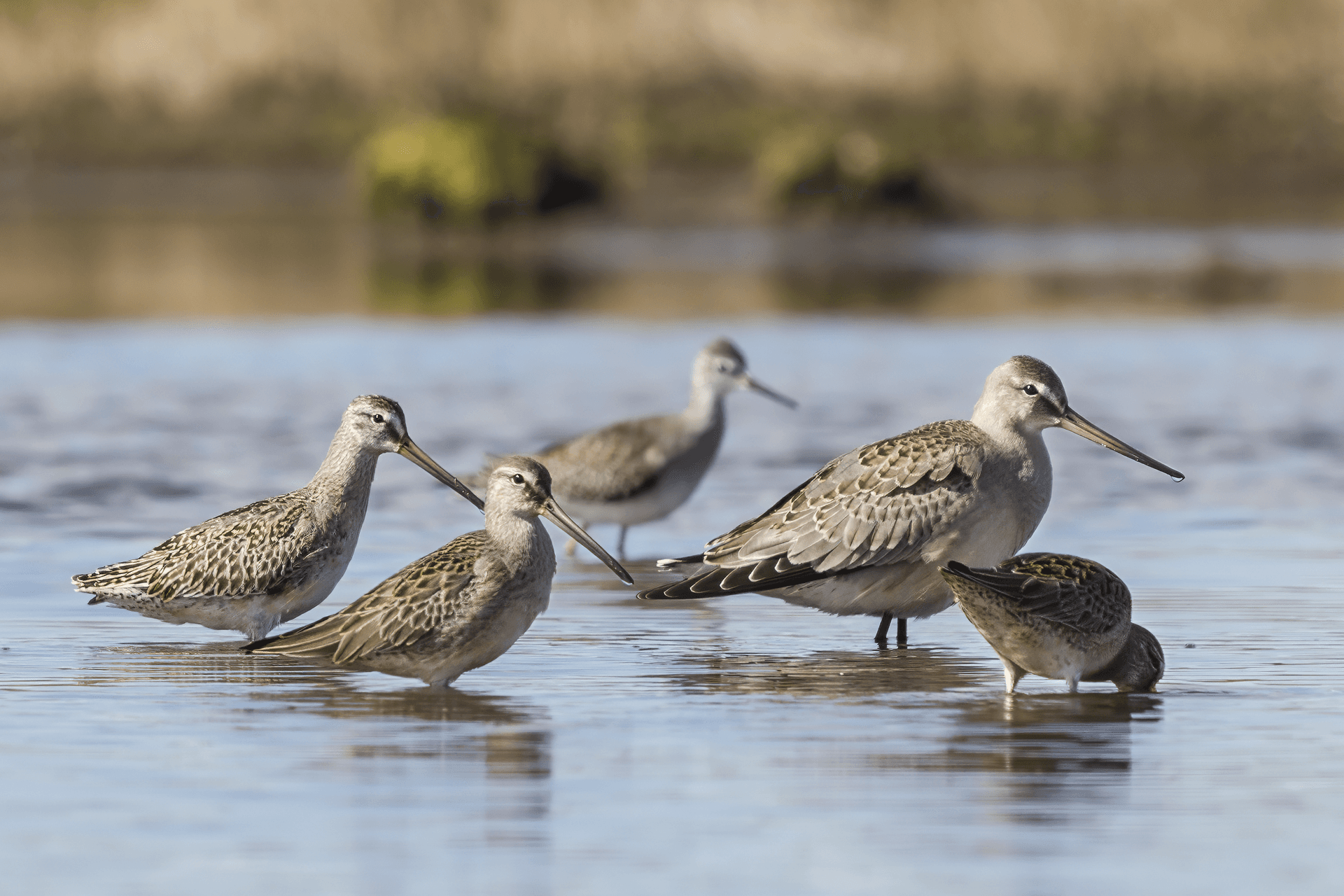 grote grijze snip (Limnodromus scolopaceus) - Marsh Panne Congregation