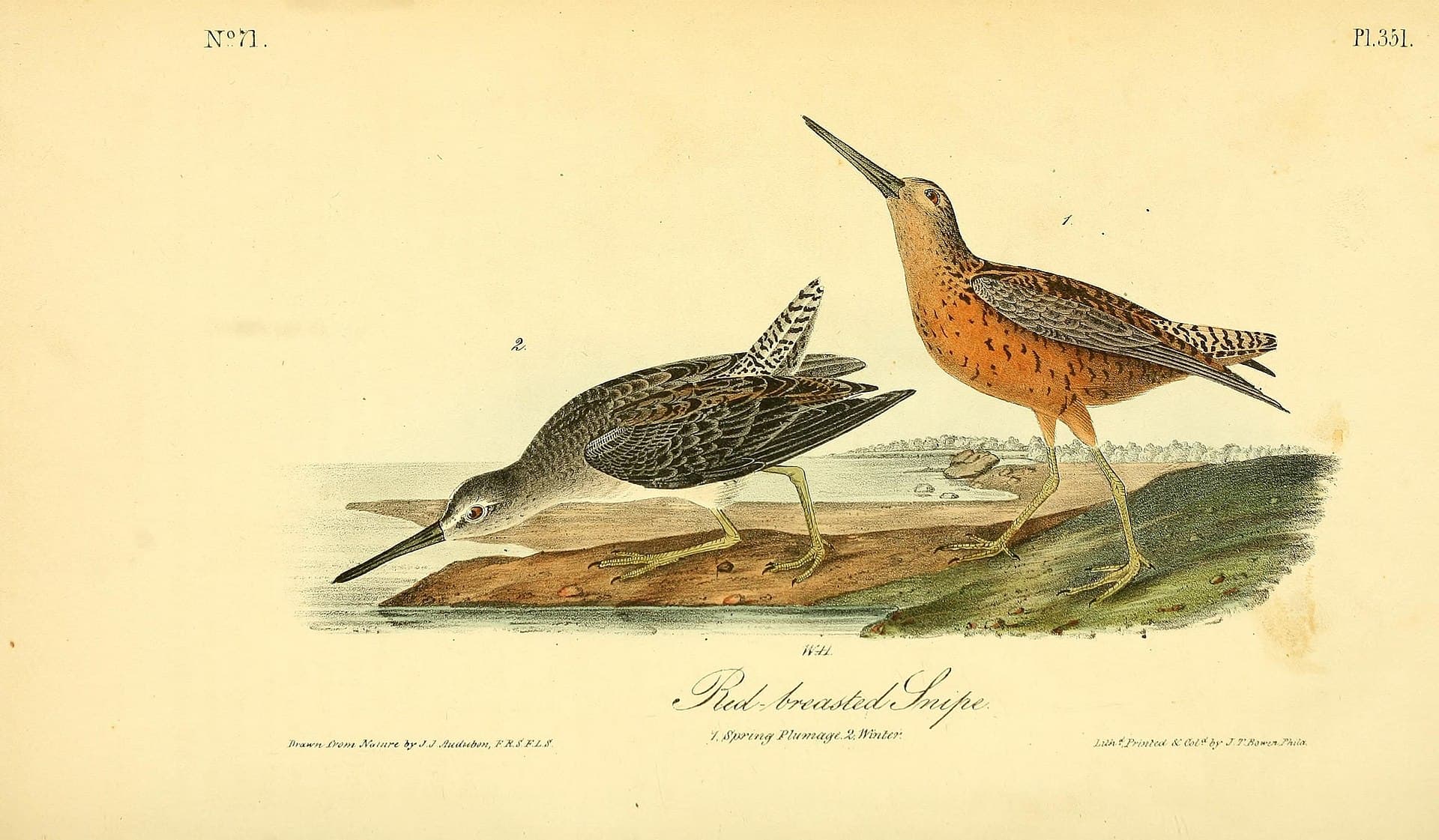 grote grijze snip (Limnodromus scolopaceus) - The birds of America (Pl. 351) (8592708824)