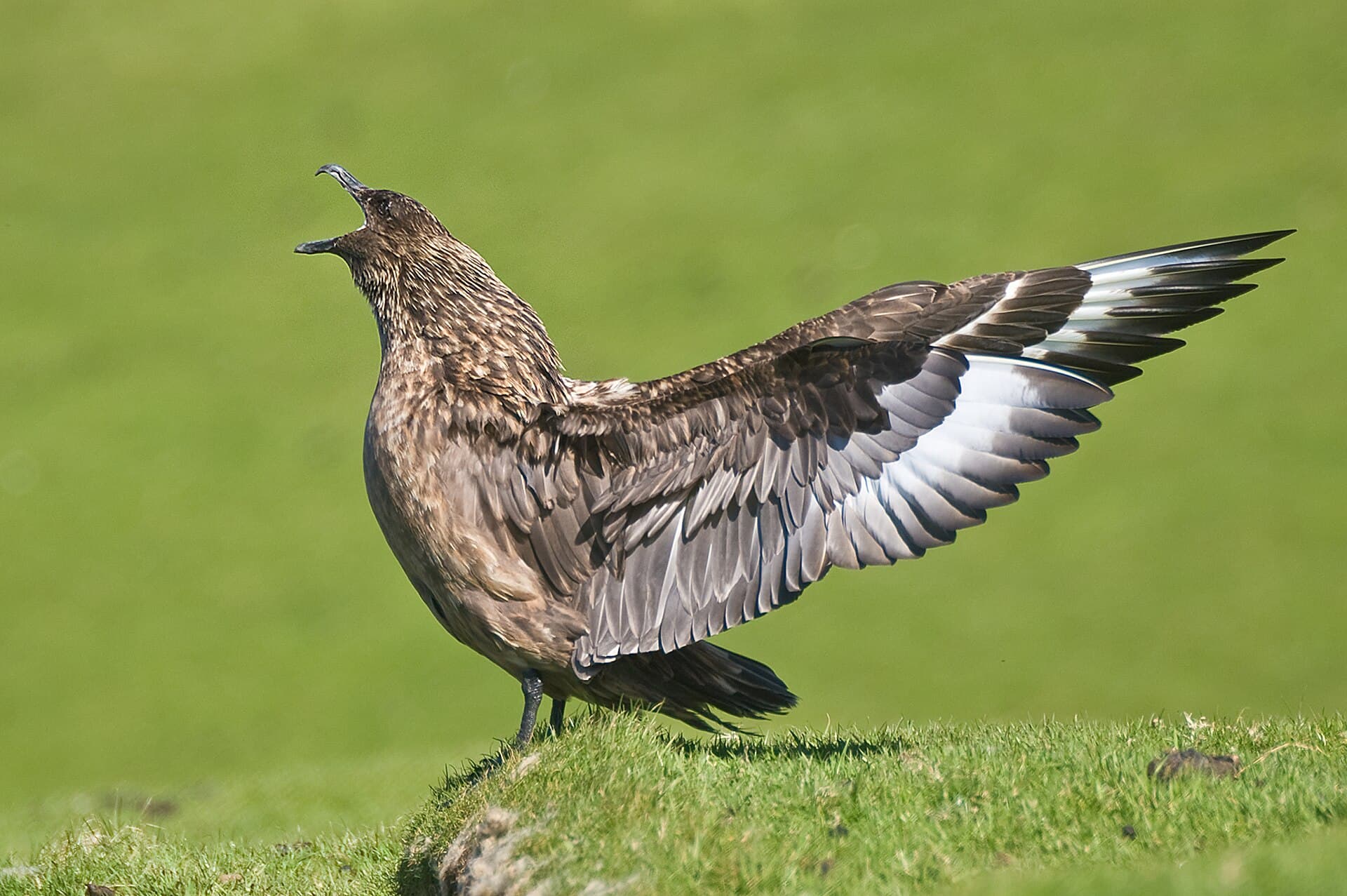 Grote Jager (Stercorarius skua) - Storkjove.1