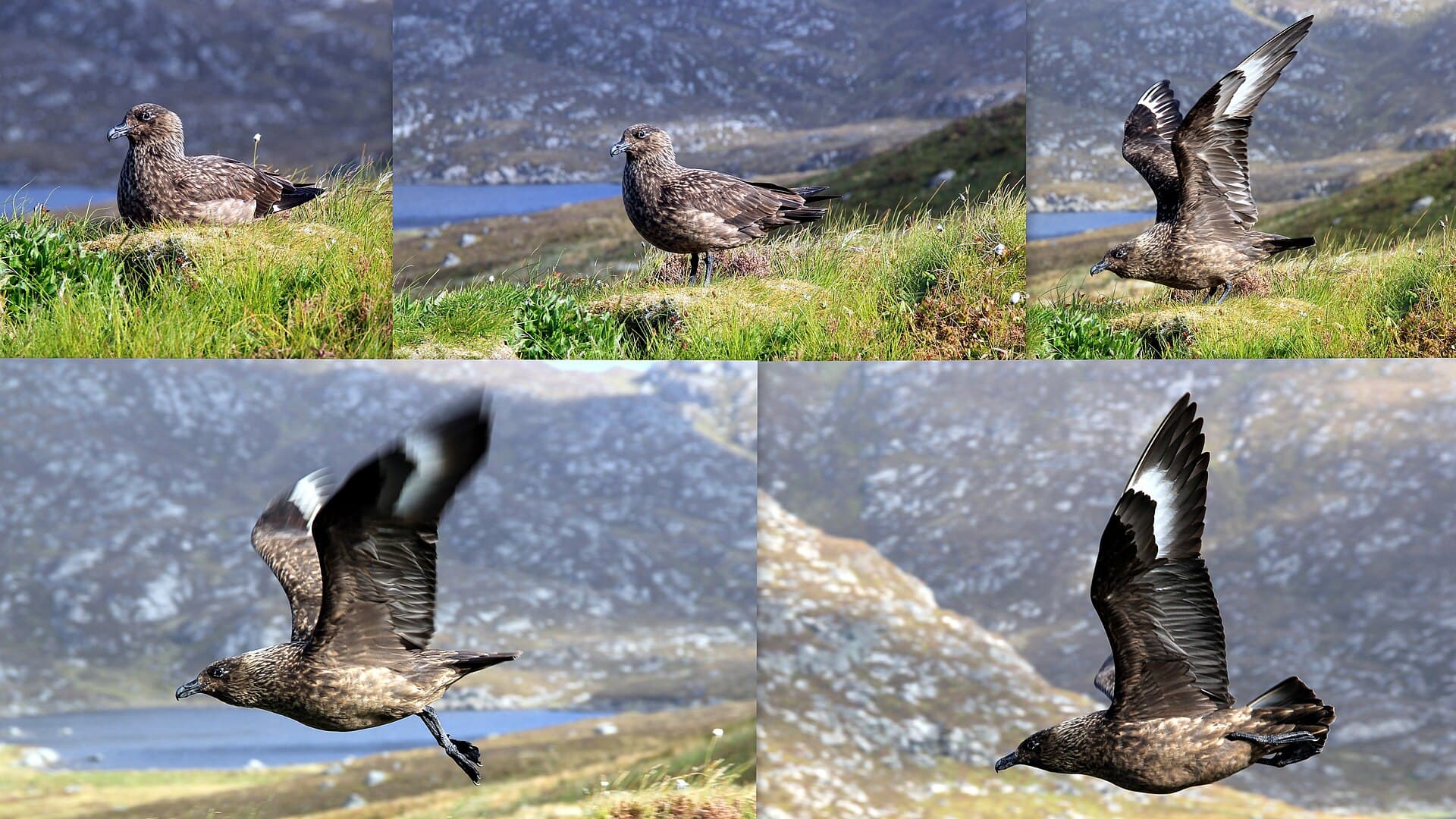 Grote Jager (Stercorarius skua) - Stercorarius skua collage, Runde, Norway 06-06