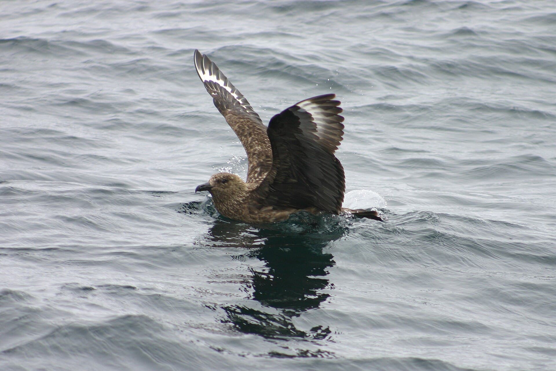 Grote Jager (Stercorarius skua) - GreatSkuaInWater