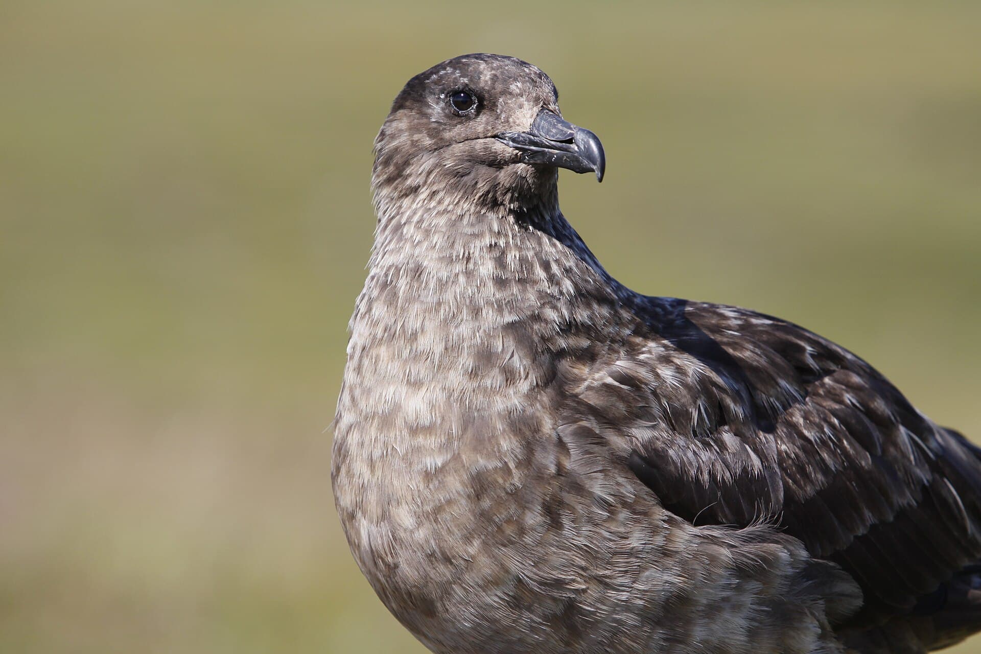 Grote Jager (Stercorarius skua) - Große Raubmöwe (Stercorarius skua) auf Handa Island