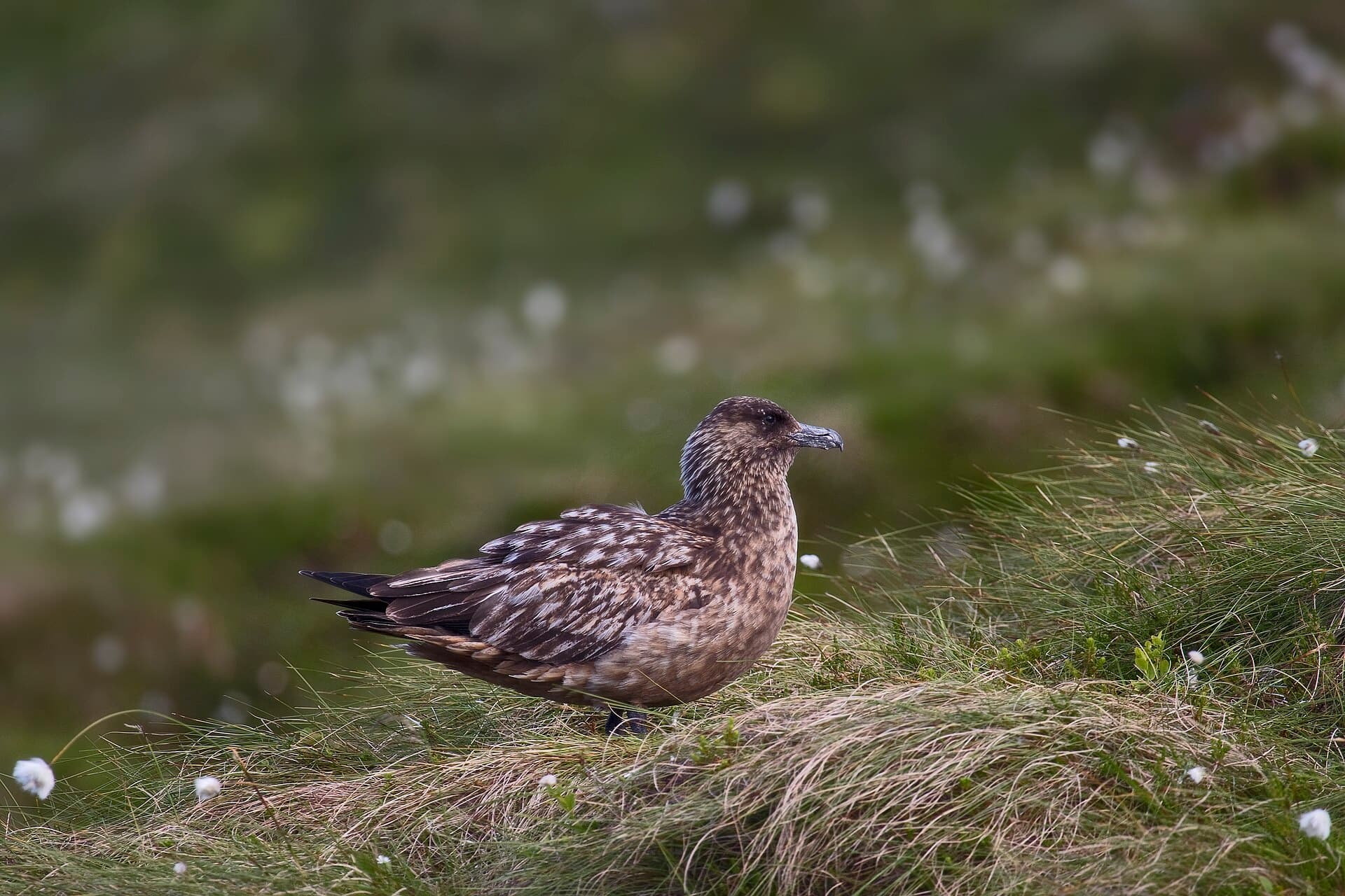 Grote Jager (Stercorarius skua) - Great Skua