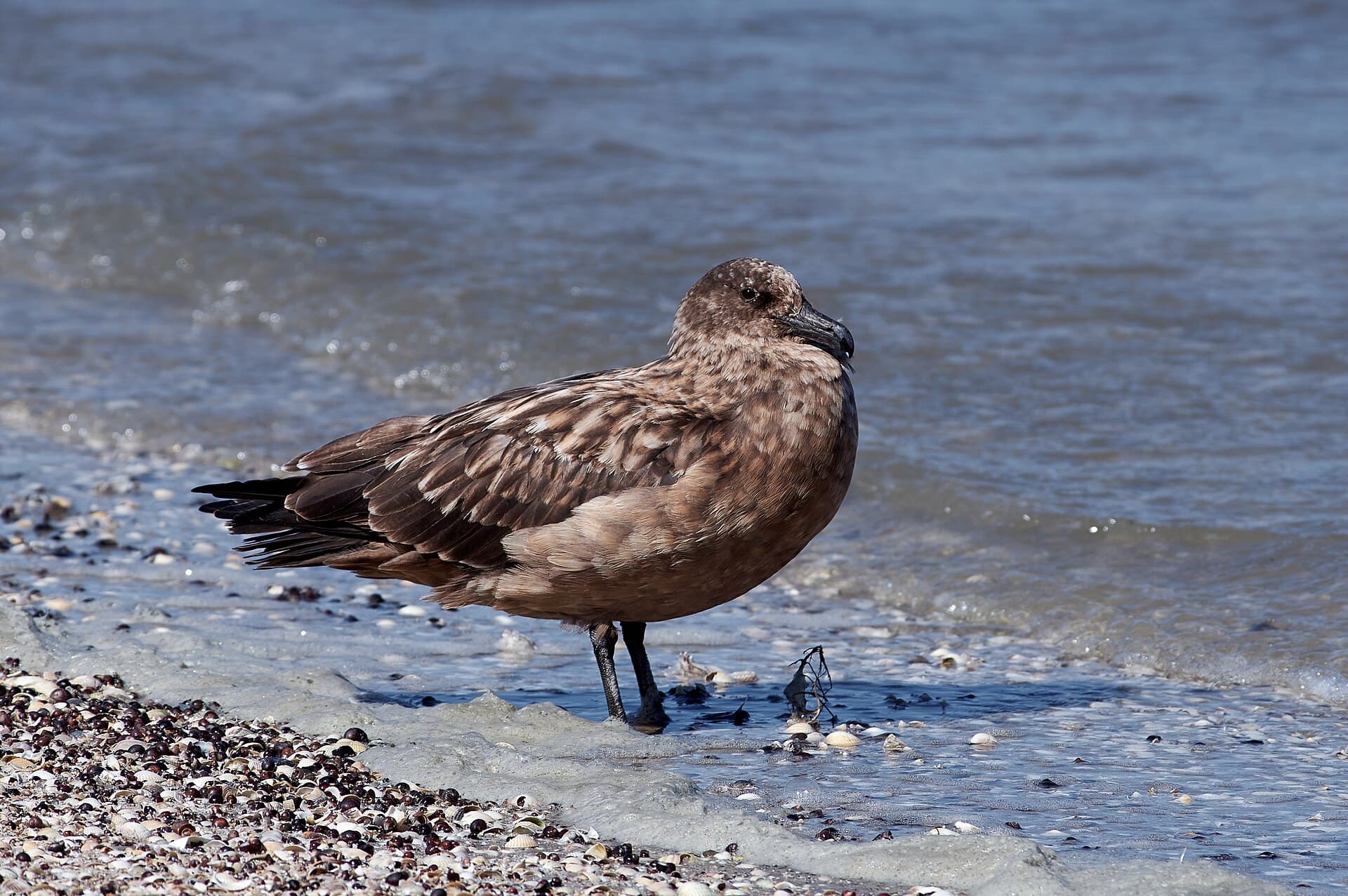 Grote Jager (Stercorarius skua) - Great skua (Stercorarius skua), Hallig Hooge