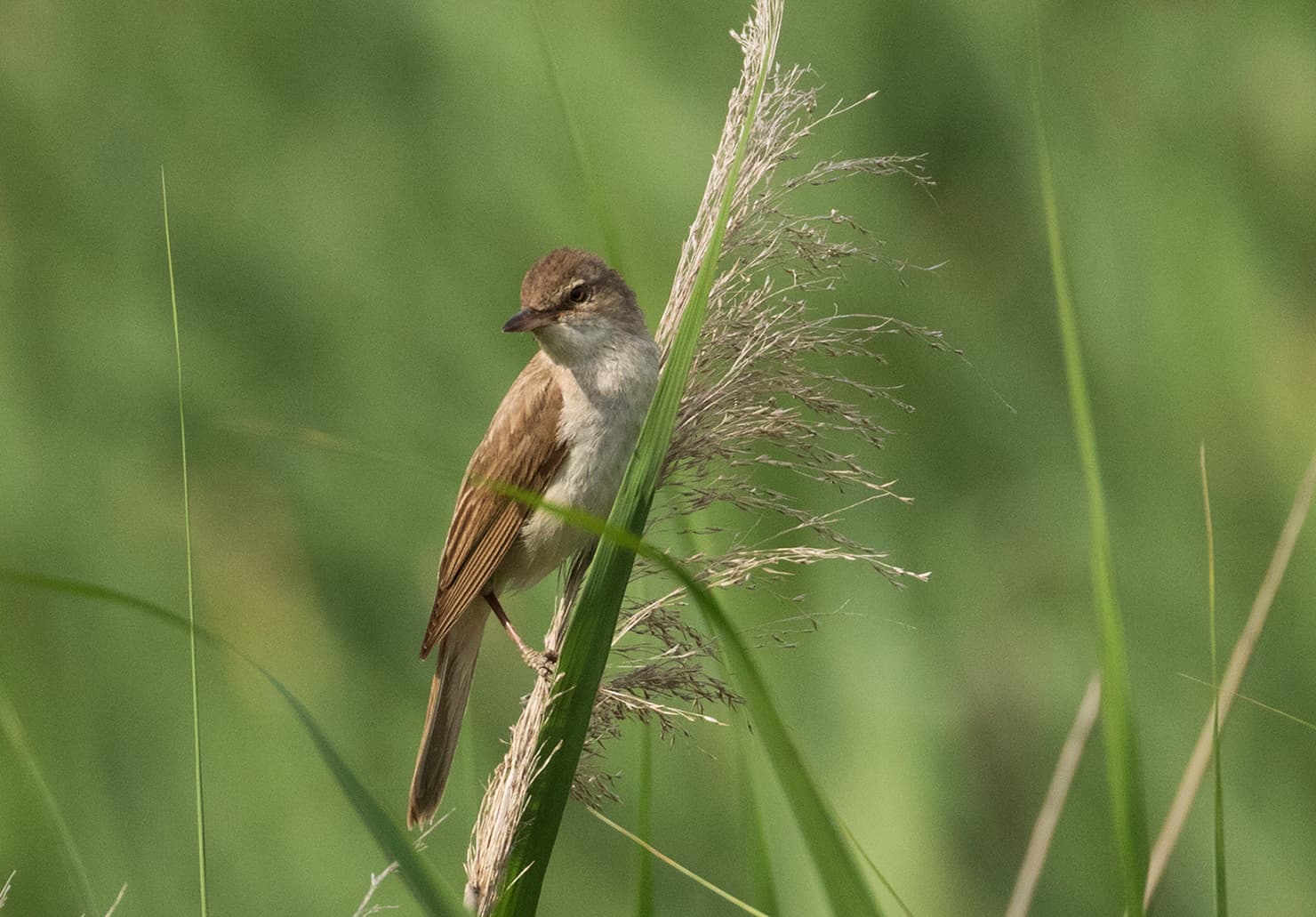 Grote Karekiet (Acrocephalus arundinaceus) - Acrocephalus arundinaceus - Great Reed Warbler 02