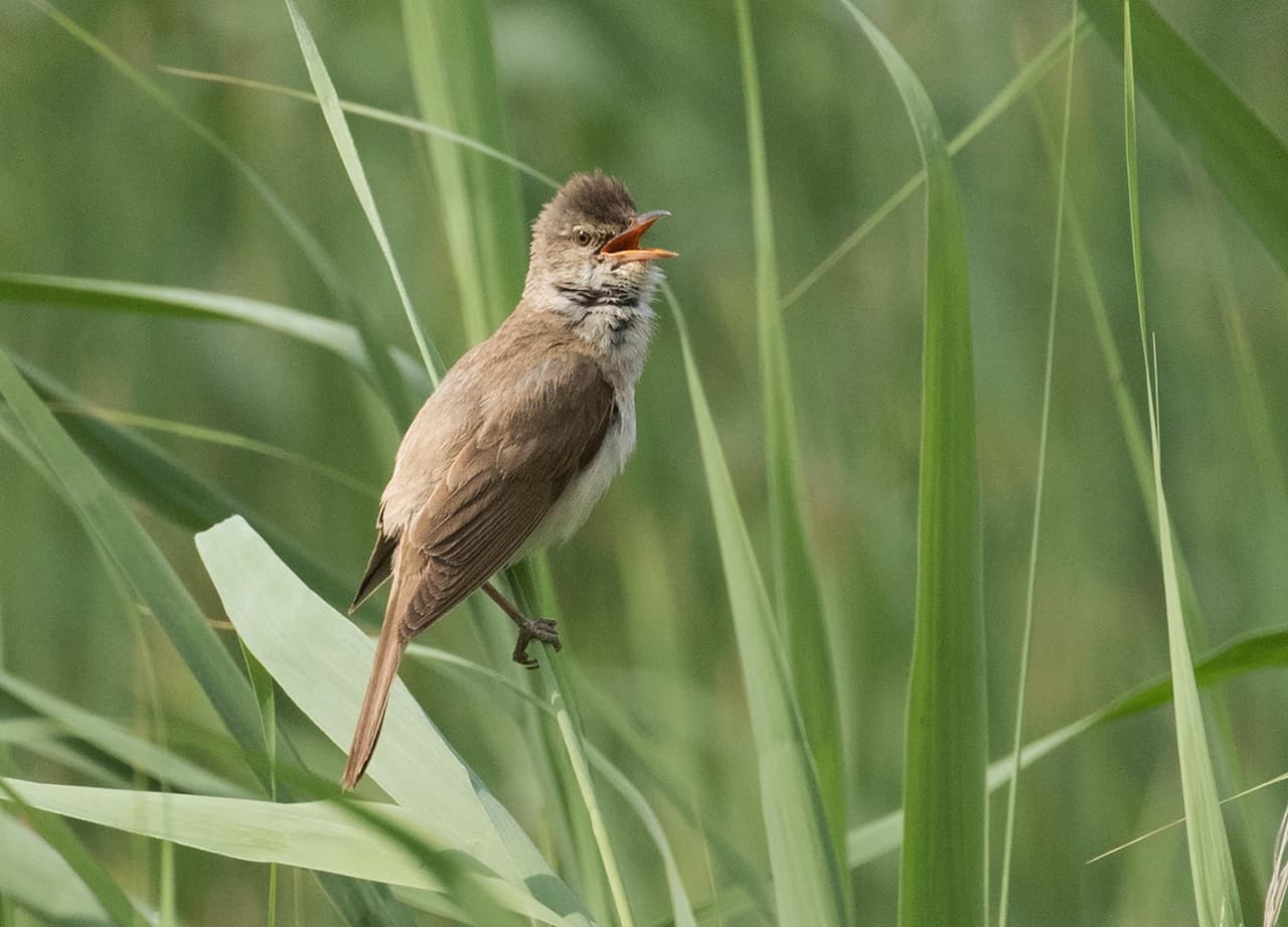 Grote Karekiet (Acrocephalus arundinaceus) - Acrocephalus arundinaceus - Great Reed Warbler 05