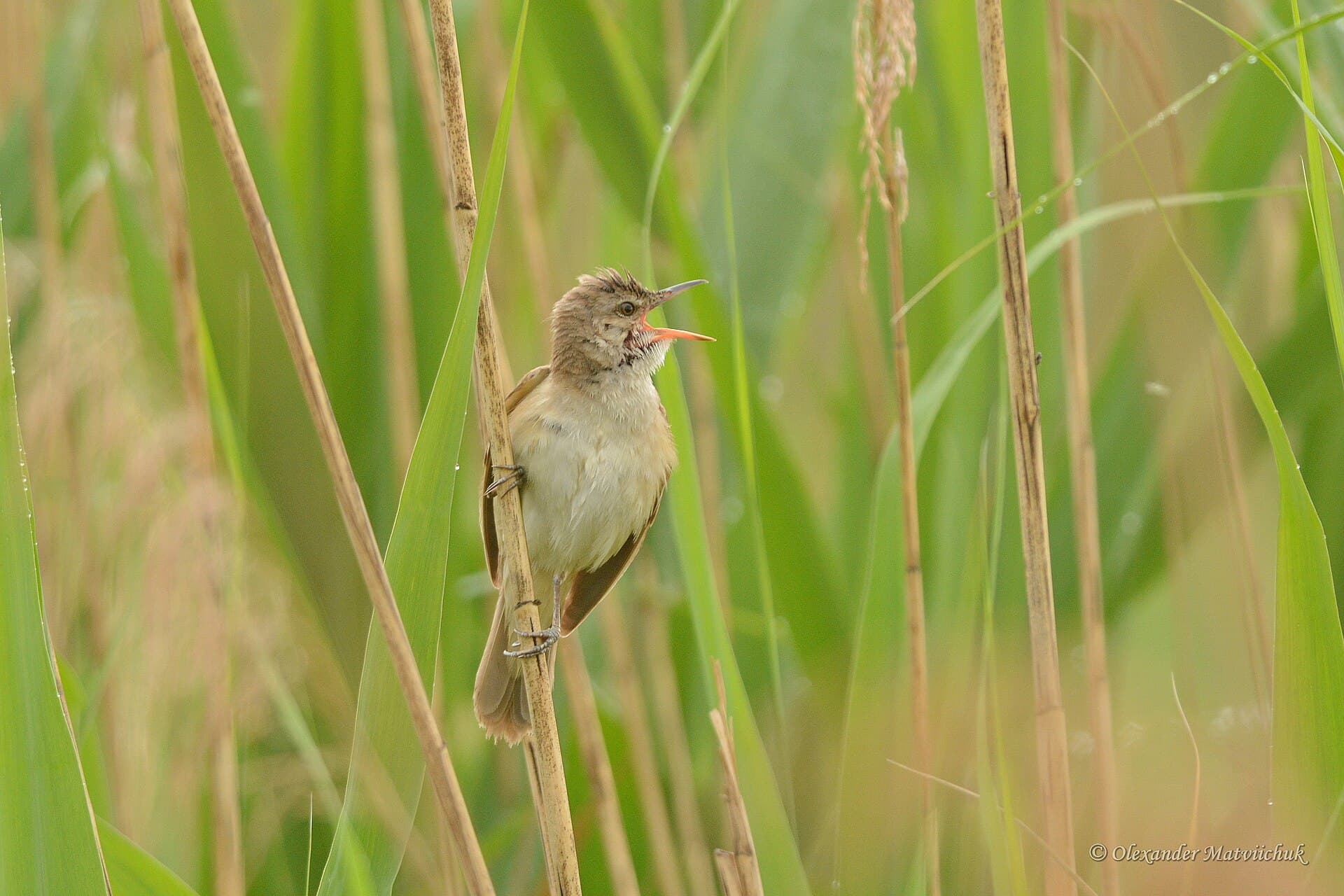 Grote Karekiet (Acrocephalus arundinaceus) - Очеретянка велика (Acrocephalus arundinaceus) - звичайний співочий птах заказника