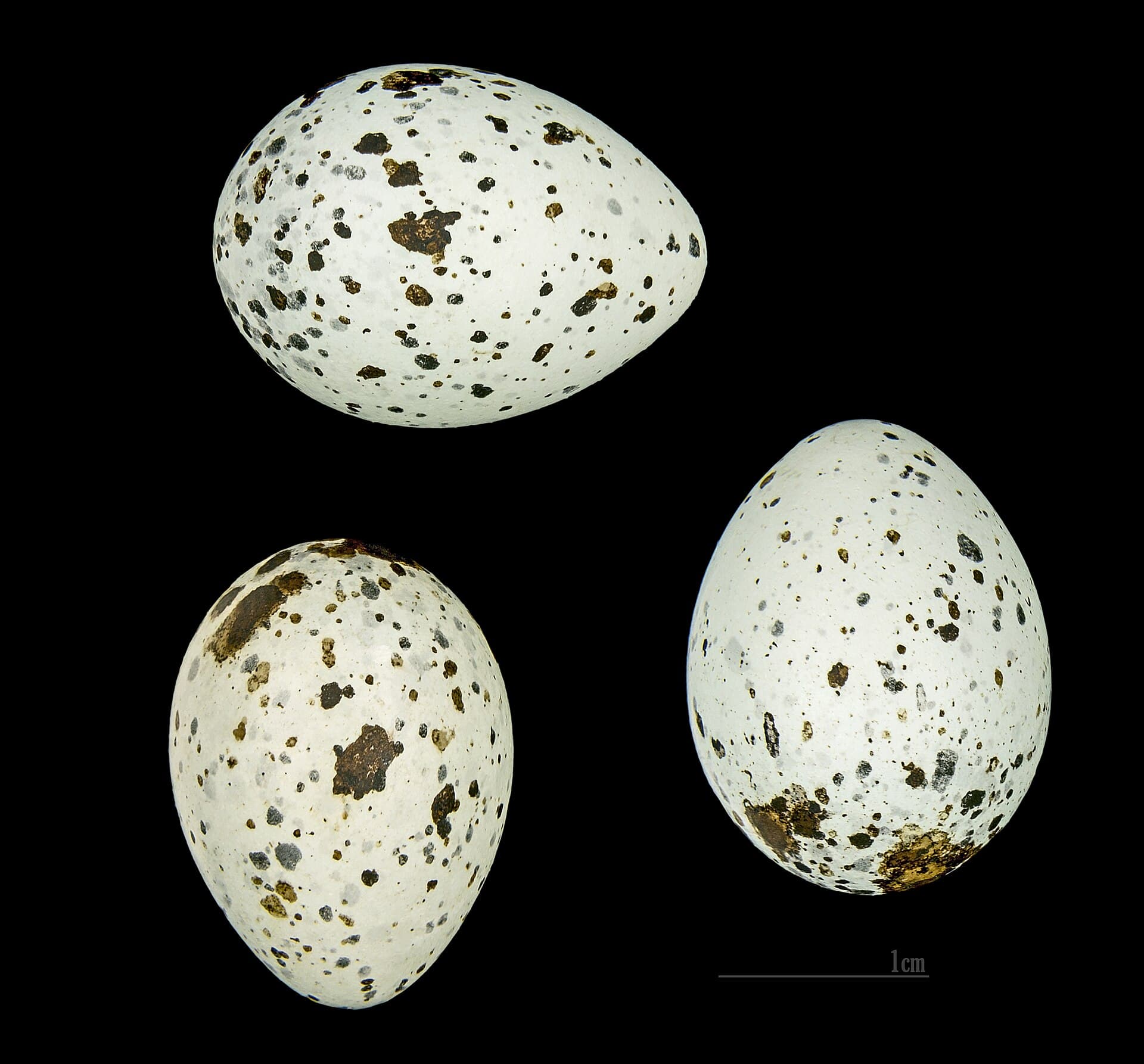 Grote Karekiet (Acrocephalus arundinaceus) - Acrocephalus arundinaceus MHNT 323