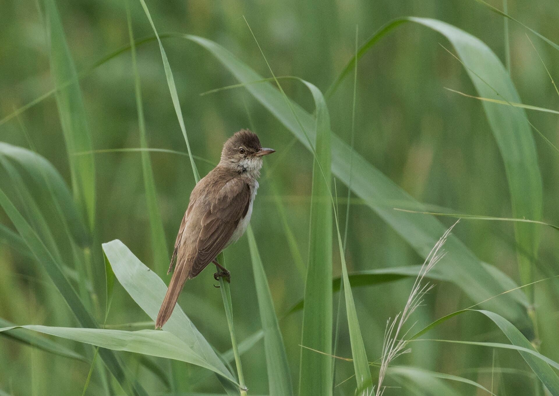 Grote Karekiet (Acrocephalus arundinaceus) - Acrocephalus arundinaceus - Great Reed Warbler 03