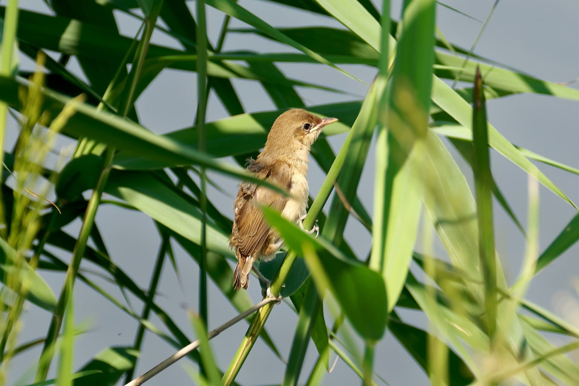 Grote Karekiet (Acrocephalus arundinaceus) - Trzciniak zwyczajny nad Kanałem Łączańskim w województwie małopolskim, 20230625 1040 6205