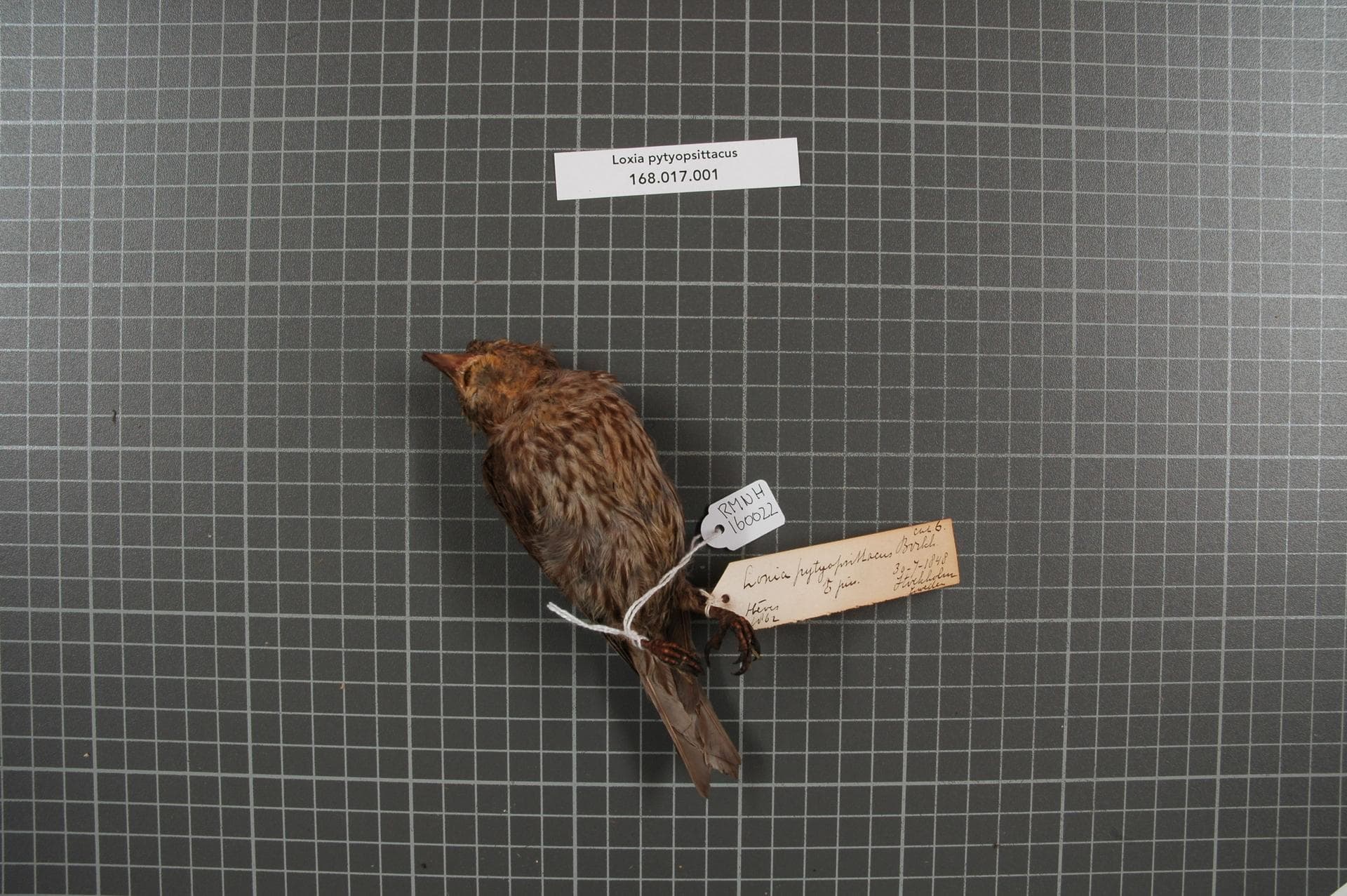 Grote Kruisbek (Loxia pytyopsittacus) - Naturalis Biodiversity Center - RMNH.AVES.160022 1 - Loxia pytyopsittacus Borkhausen, 1793 - Fringillidae - bird skin specimen