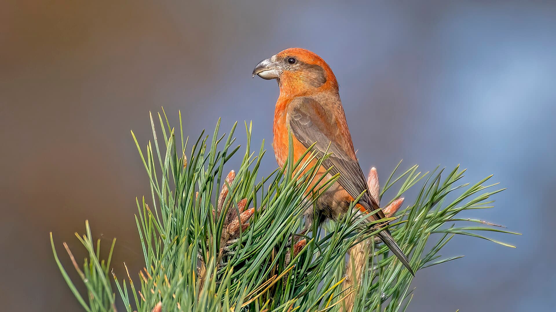 Grote Kruisbek (Loxia pytyopsittacus) - Grote Kruisbek man