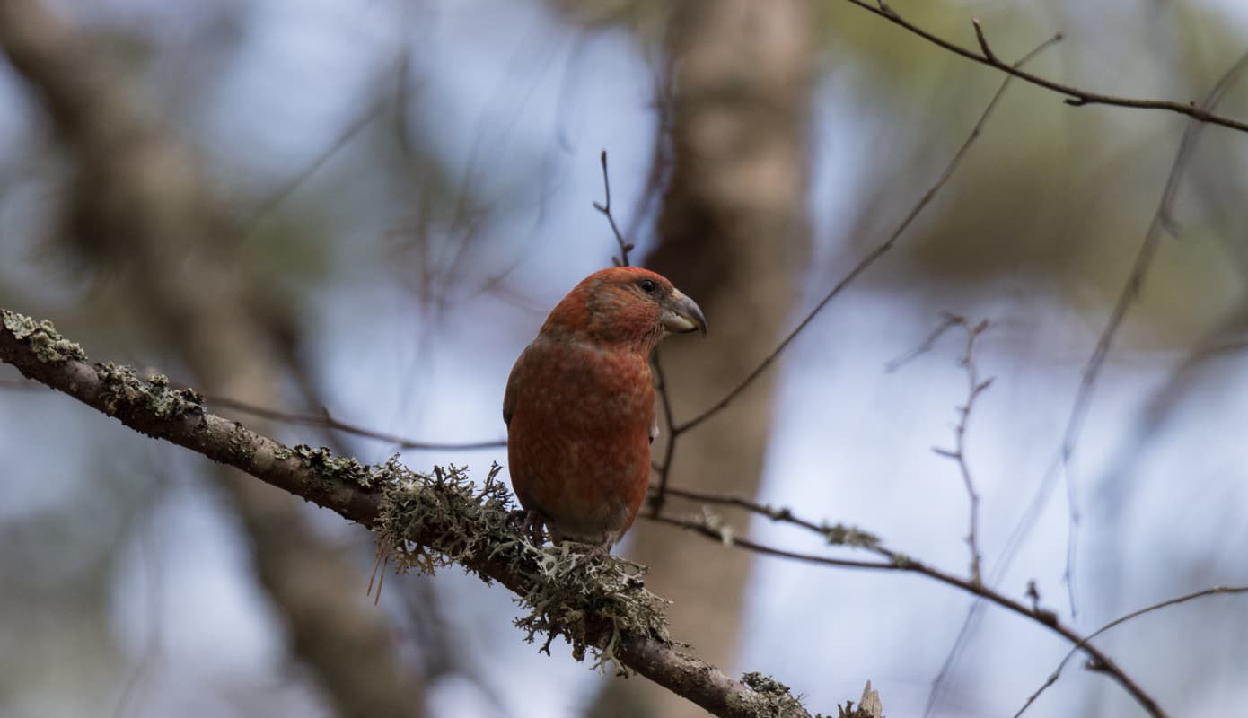 Grote Kruisbek (Loxia pytyopsittacus) - Loxia pytyopsittacus