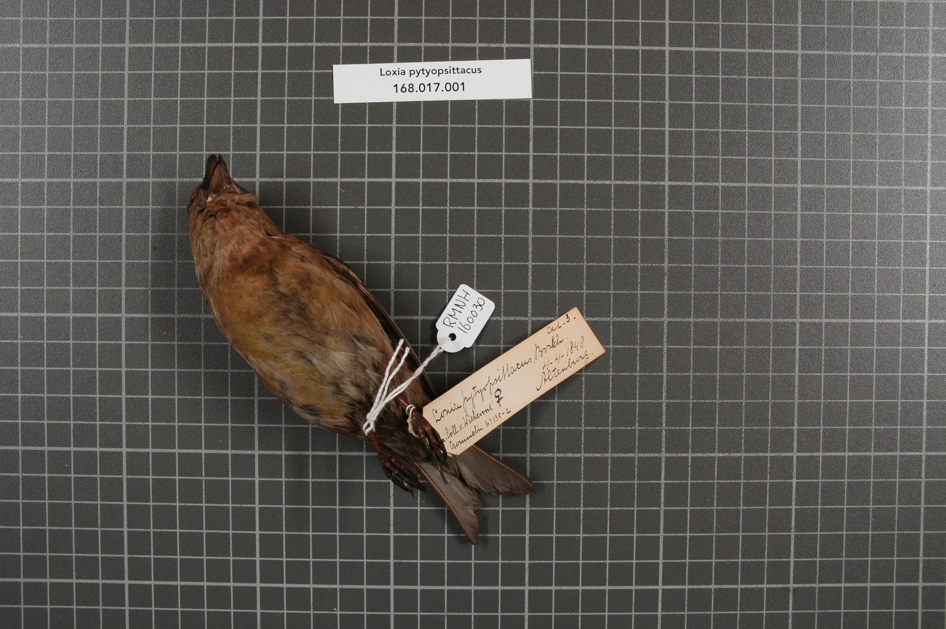 Grote Kruisbek (Loxia pytyopsittacus) - Naturalis Biodiversity Center - RMNH.AVES.160030 1 - Loxia pytyopsittacus Borkhausen, 1793 - Fringillidae - bird skin specimen