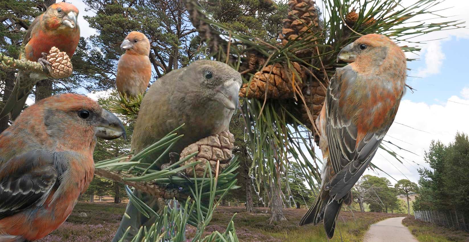 Grote Kruisbek (Loxia pytyopsittacus) - Parrot Crossbill from the Crossley ID Guide Britain and Ireland