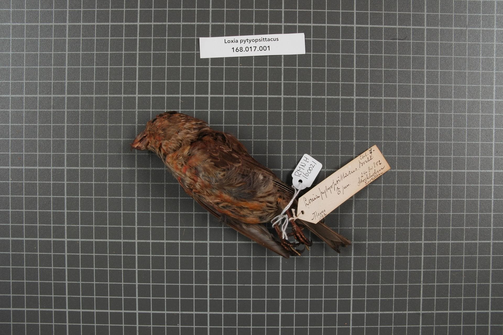 Grote Kruisbek (Loxia pytyopsittacus) - Naturalis Biodiversity Center - RMNH.AVES.160021 1 - Loxia pytyopsittacus Borkhausen, 1793 - Fringillidae - bird skin specimen