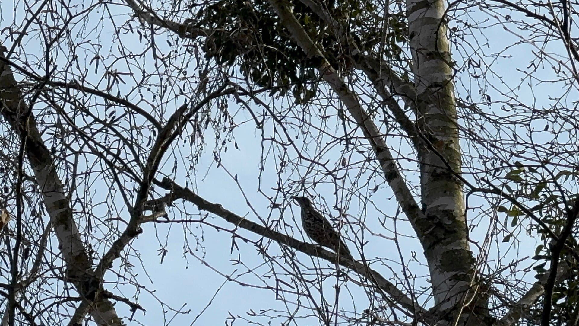 Grote Lijster (Turdus viscivorus) - Дрізд-омелюх Turdus viscivorus in the Zhytomyr Botanical garden 2