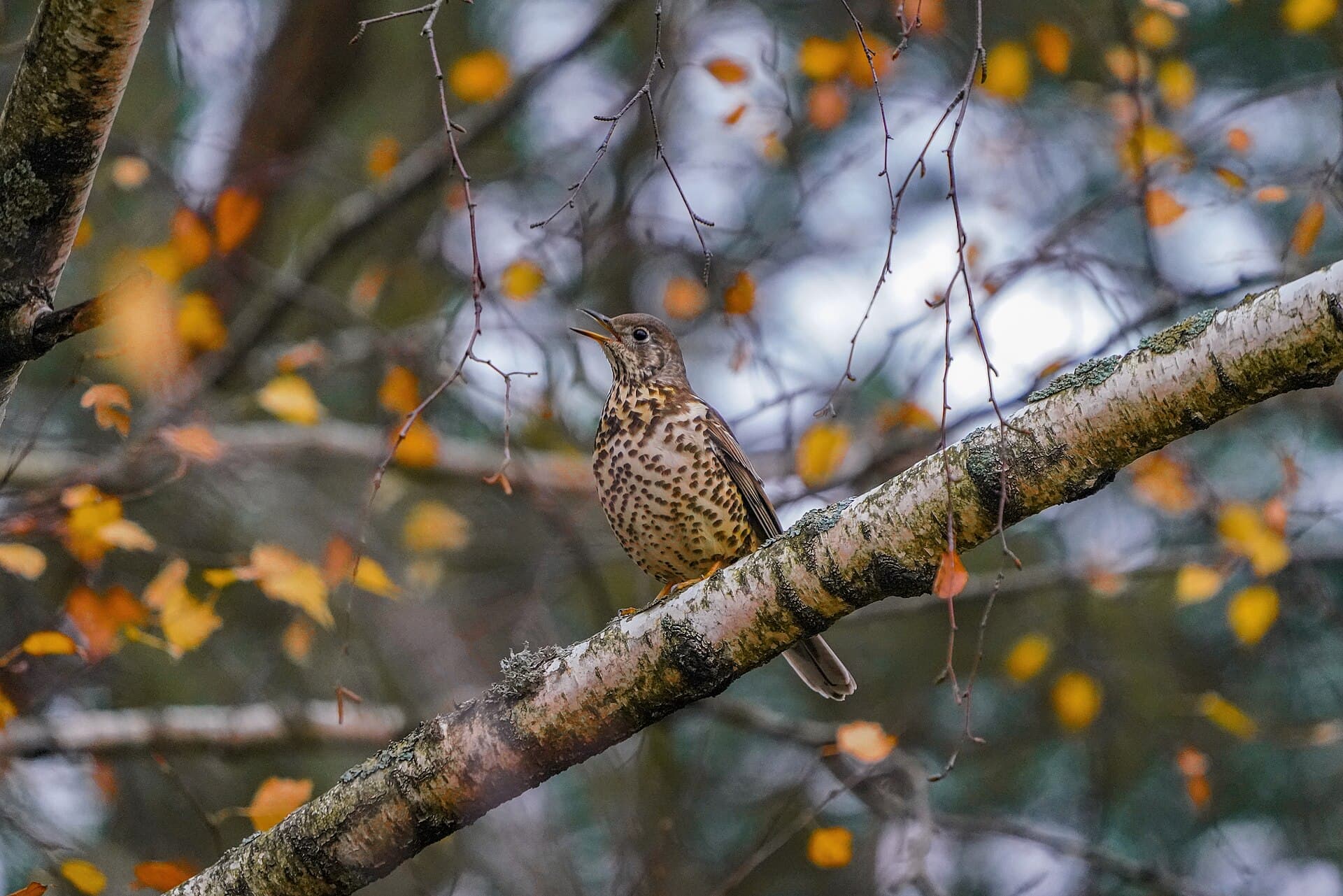 Grote Lijster (Turdus viscivorus) - 081 Wild Mistle thrush singing in autumn at Lake Neuchâtel Photo by Giles Laurent