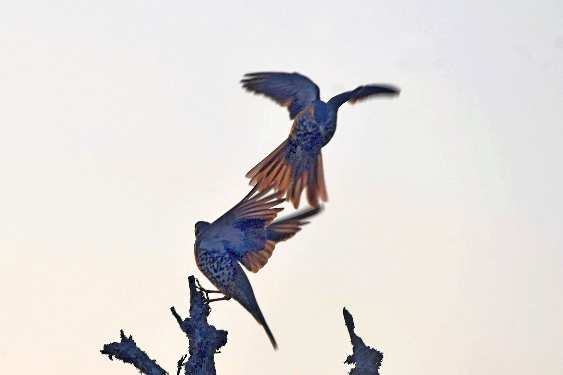 Grote Lijster (Turdus viscivorus) - Mistle Thrush