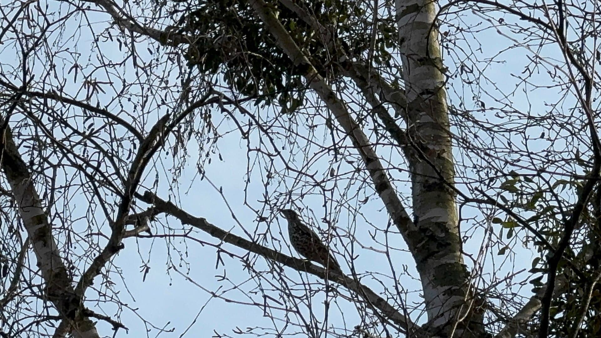 Grote Lijster (Turdus viscivorus) - Дрізд-омелюх Turdus viscivorus in the Zhytomyr Botanical garden 3