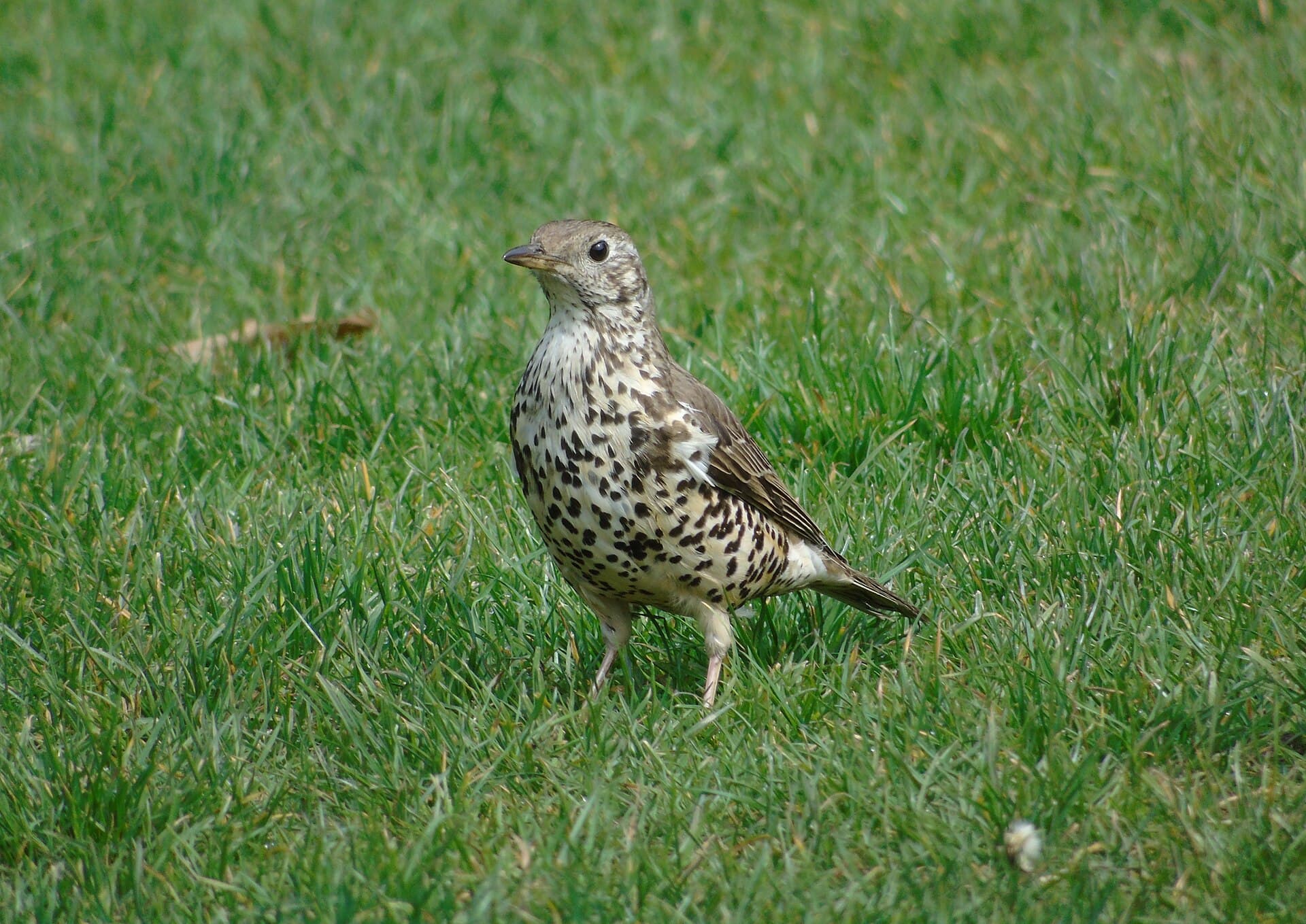 Grote Lijster (Turdus viscivorus) - Turdus viscivorus.001 - Cardiff
