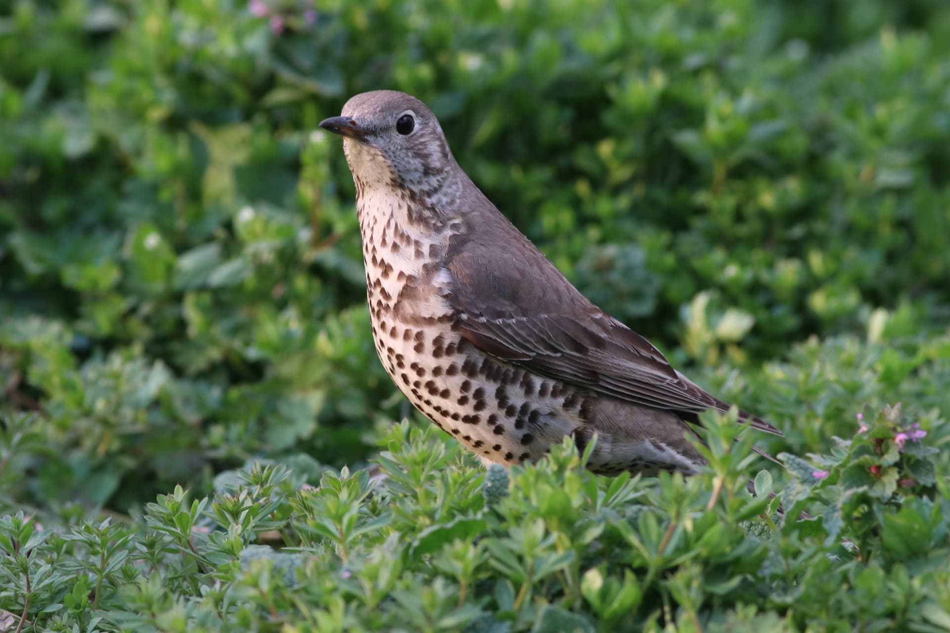 Grote Lijster (Turdus viscivorus) - ヤドリギツグミMistle Thrush Turdus viscivorus