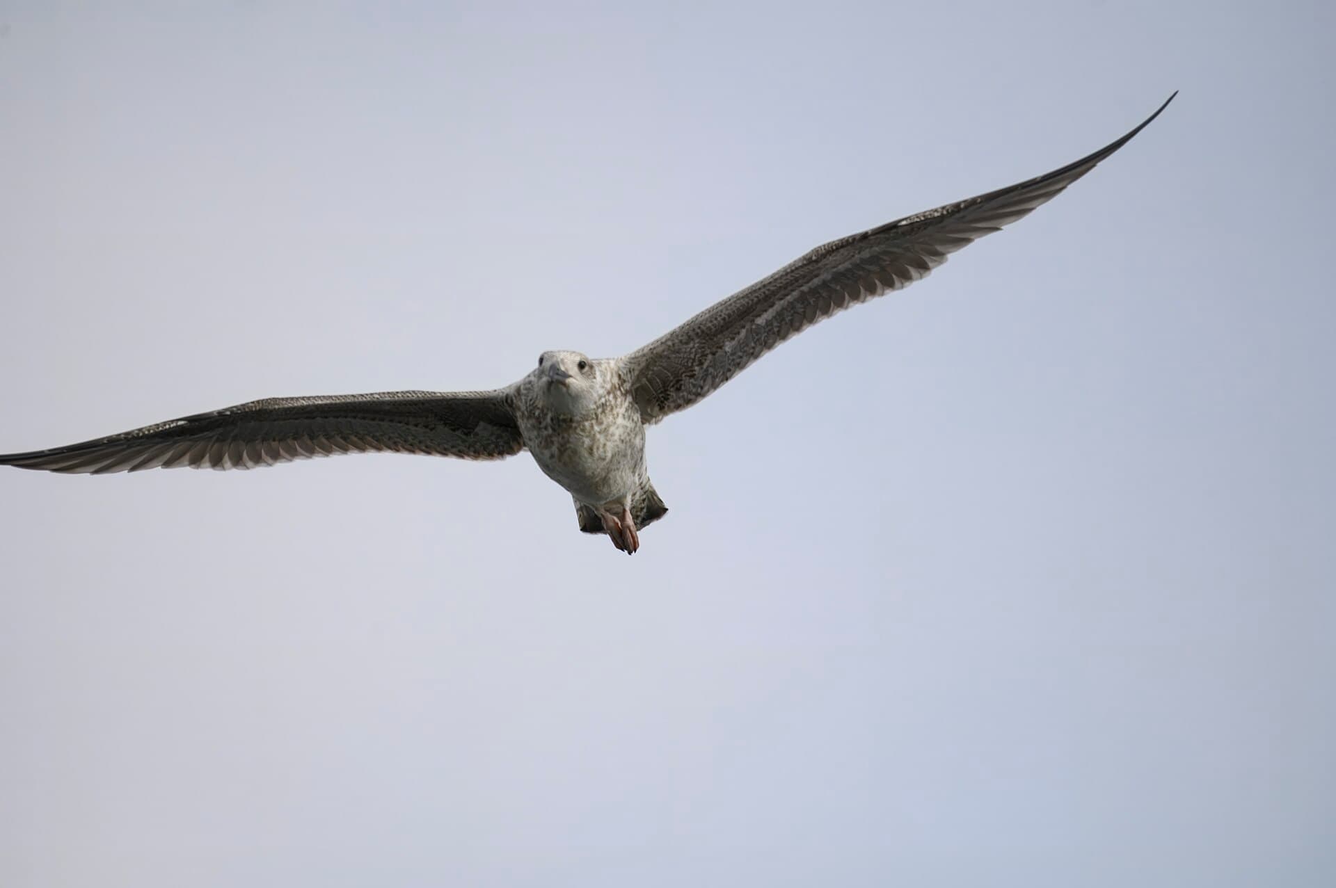 Grote Mantelmeeuw (Larus marinus) - Great black-backed gull? boat trip 8.31.24 DSC 3787-topaz-rawdenoise