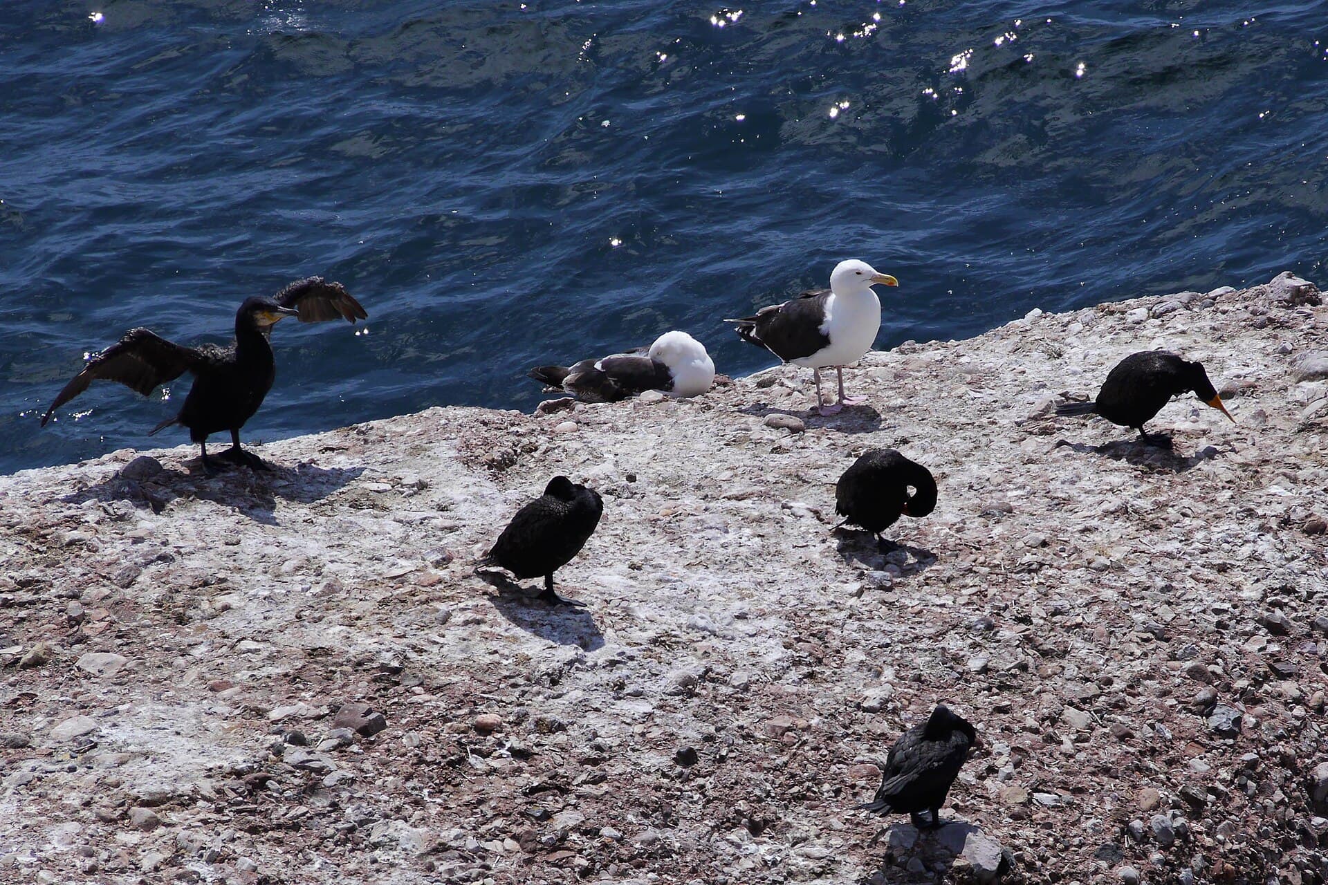 Grote Mantelmeeuw (Larus marinus) - Larus marinus+Phalacrocorax auritus186