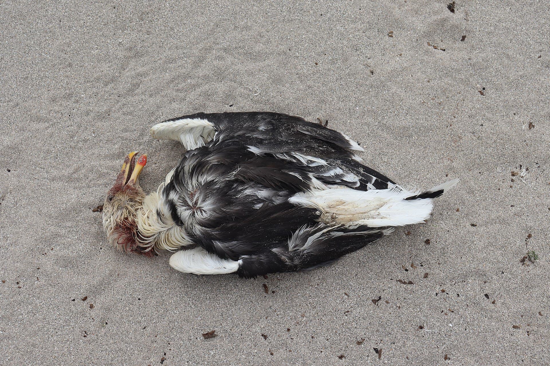 Grote Mantelmeeuw (Larus marinus) - Washed-up dead Great black-backed gull (Larus marinus) on Hoy, Orkney