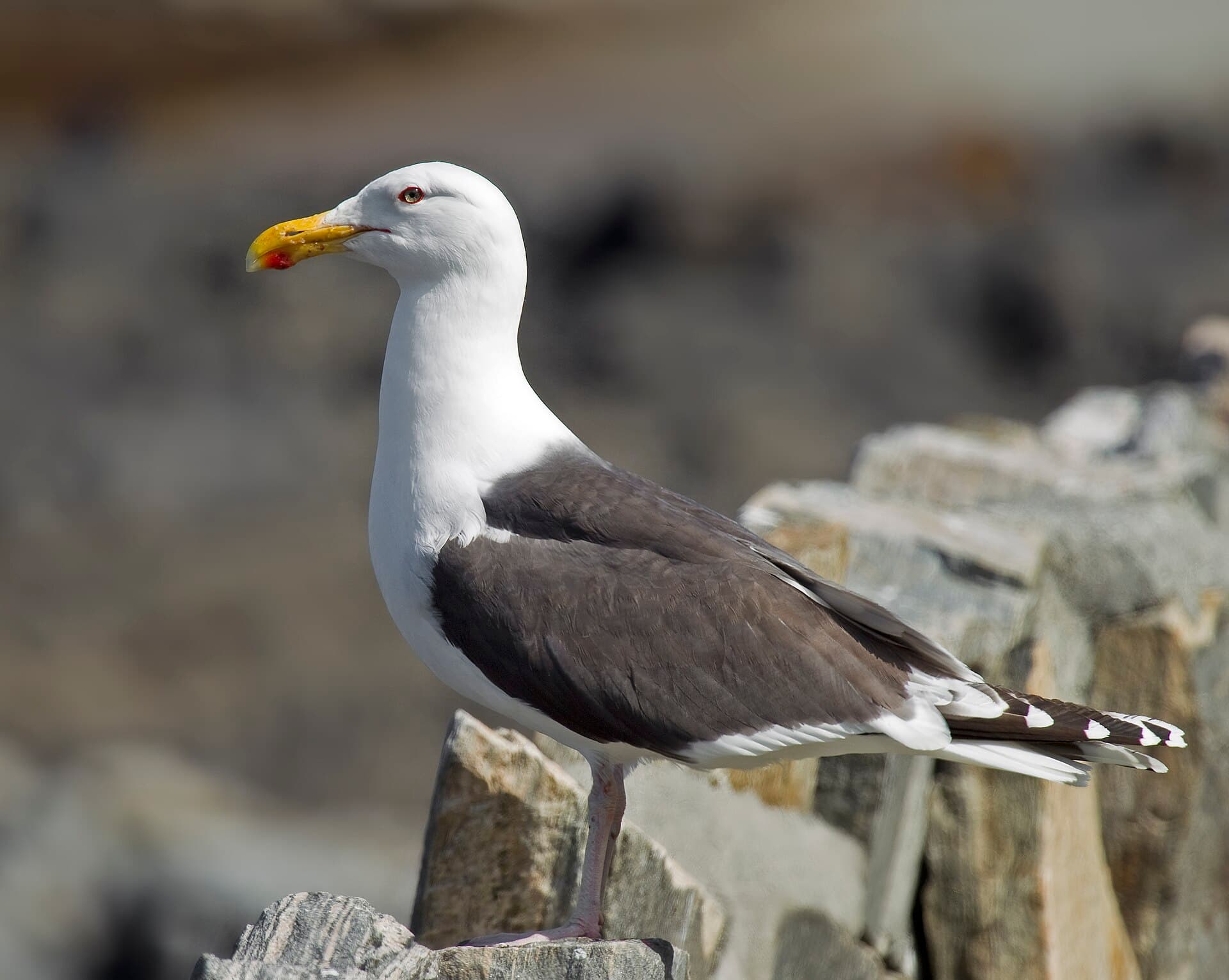 Grote Mantelmeeuw (Larus marinus) - Great Black-backed Gull Larus marinus