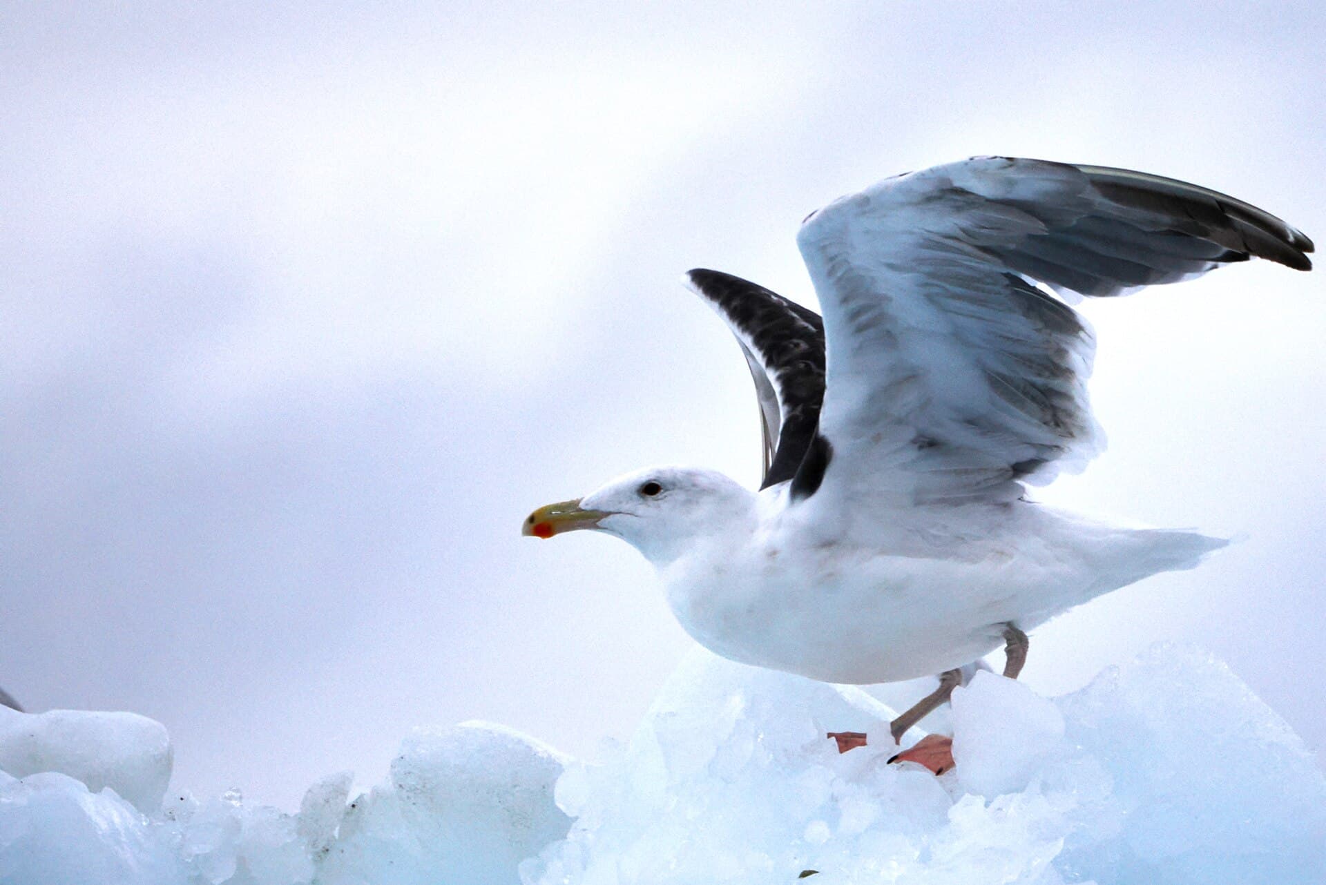 Grote Mantelmeeuw (Larus marinus) - Great Black-backed Gull imported from iNaturalist photo 314086687 on 1 January 2024