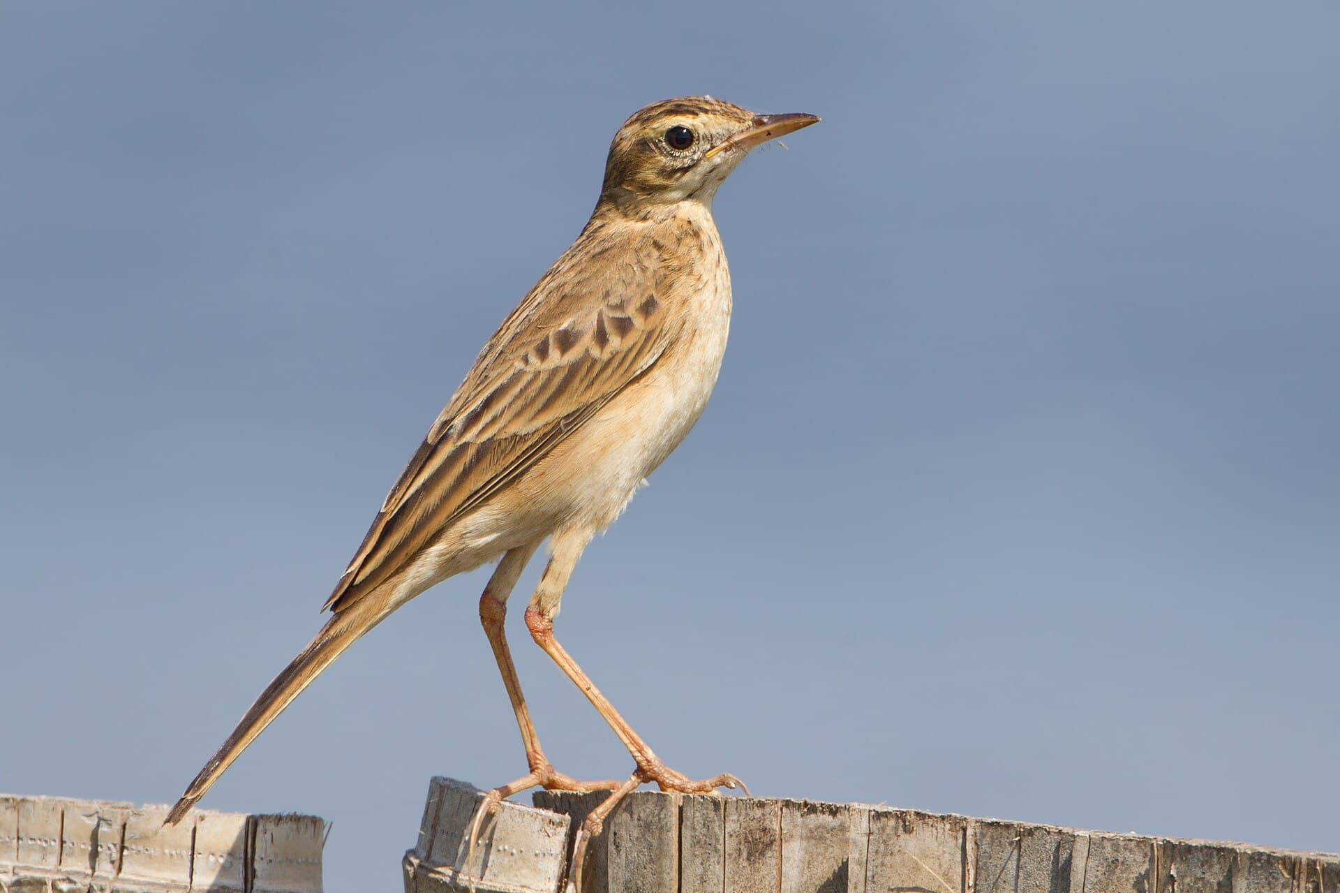 Grote Pieper (Anthus richardi) - Anthus richardi - Laem Pak Bia