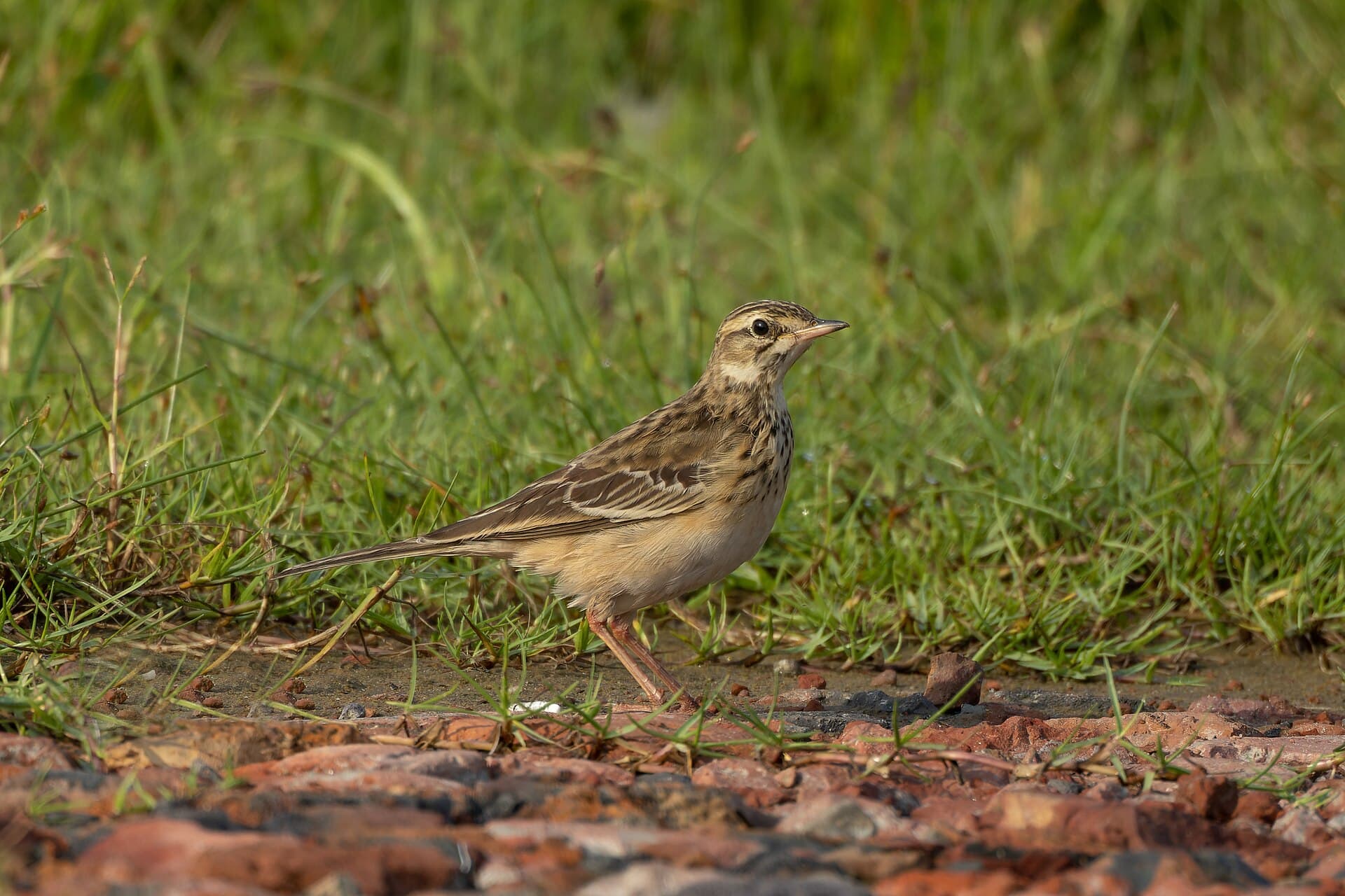 Grote Pieper (Anthus richardi) - Richard's Pipit by Tisha Mukherjee 03