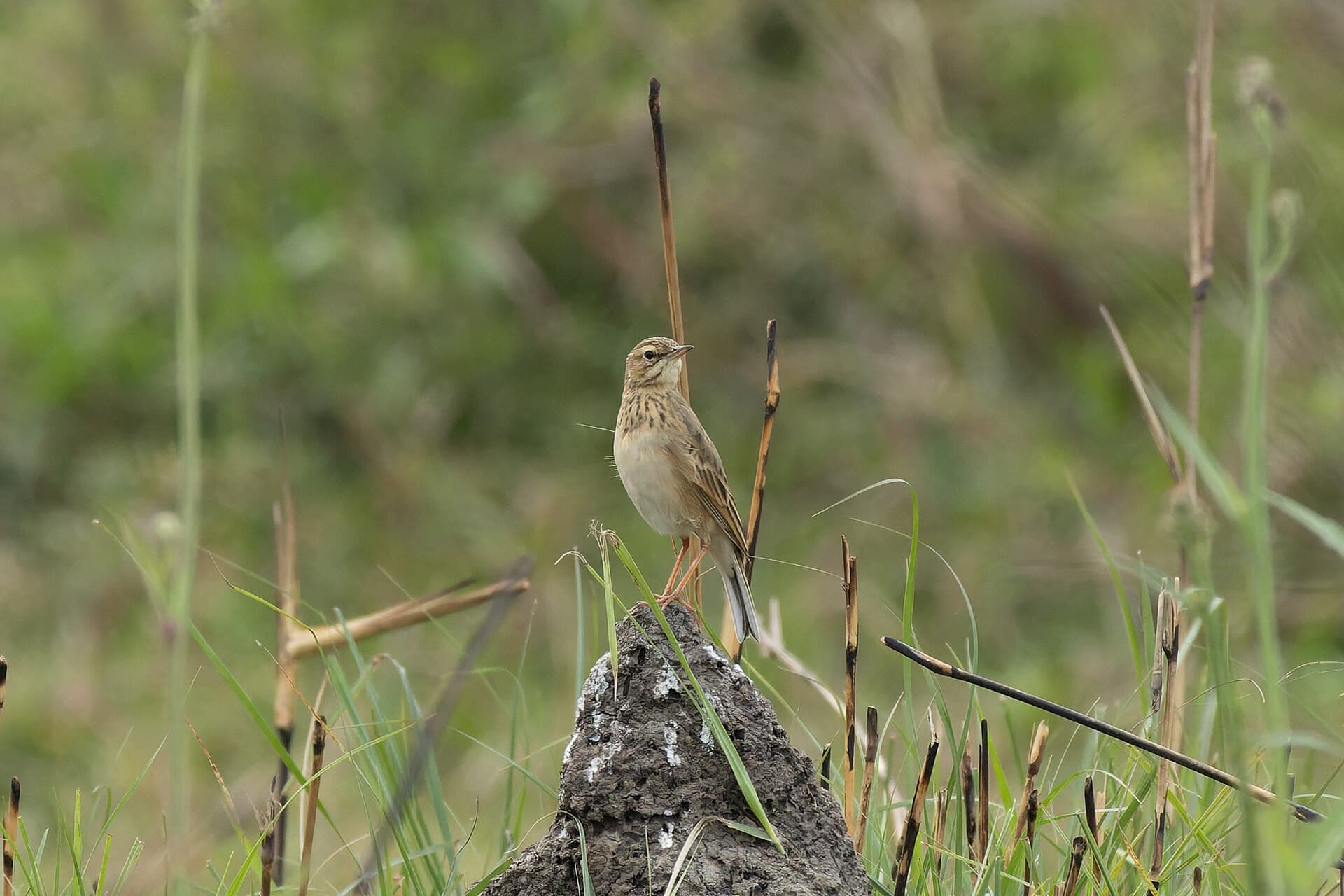 Grote Pieper (Anthus richardi) - Richard's Pipit by Tisha Mukherjee 10