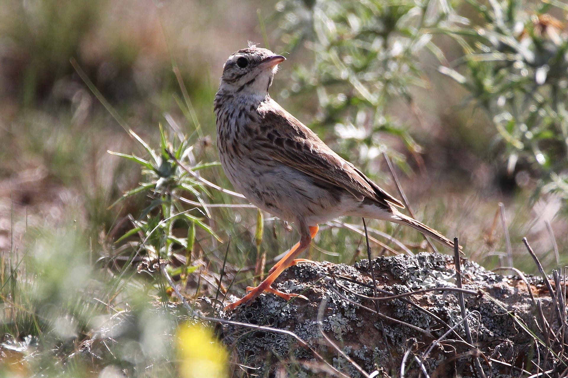 Grote Pieper (Anthus richardi) - Richard's Pipit, Goorooyarroo Nature Reserve, ACT
