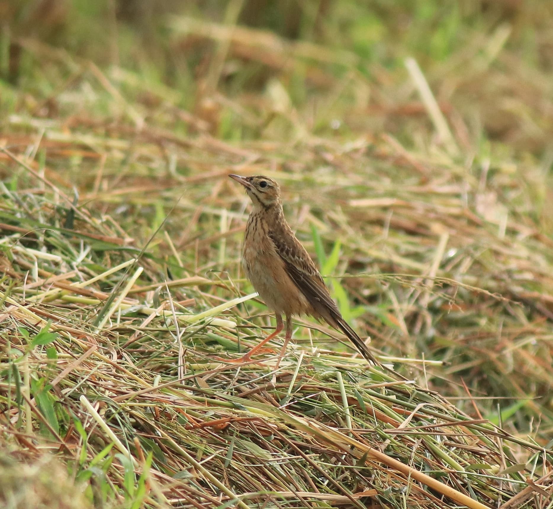 Grote Pieper (Anthus richardi) - Richard's pipit 37