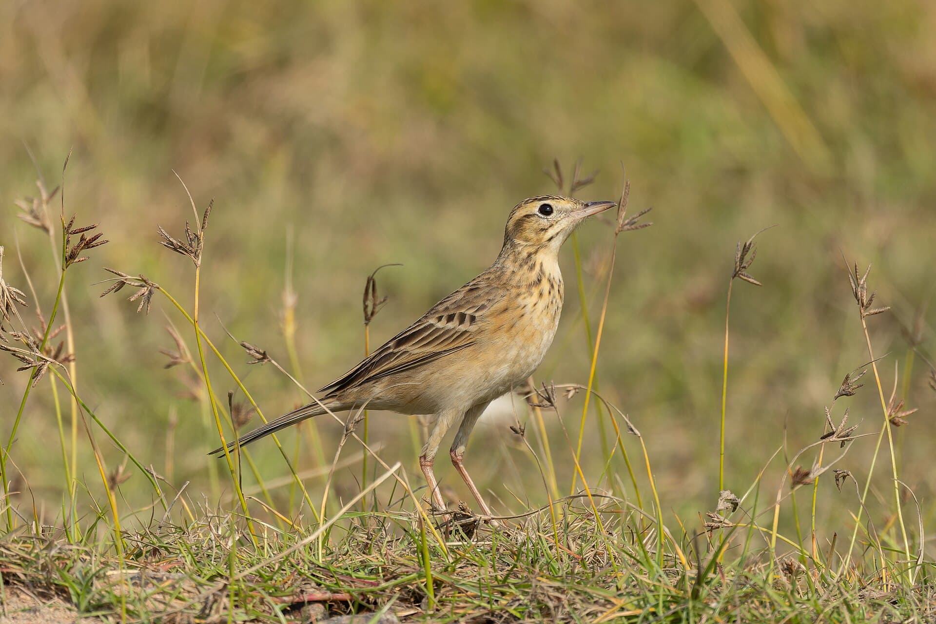 Grote Pieper (Anthus richardi) - Richard's Pipit by Tisha Mukherjee 07