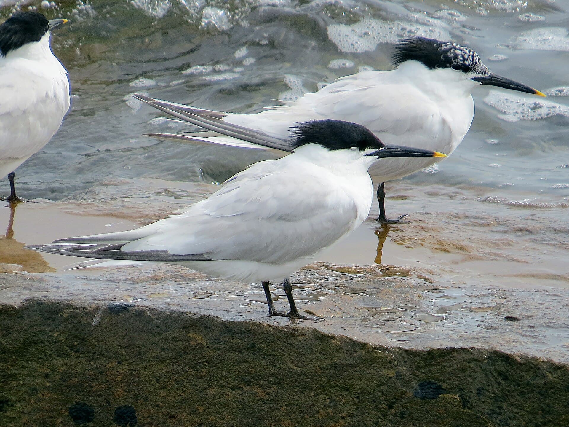 Grote Stern (Thalasseus sandvicensis) - 2020-07-18 Thalasseus sandvicensis, St Marys Island, Northumberland 02