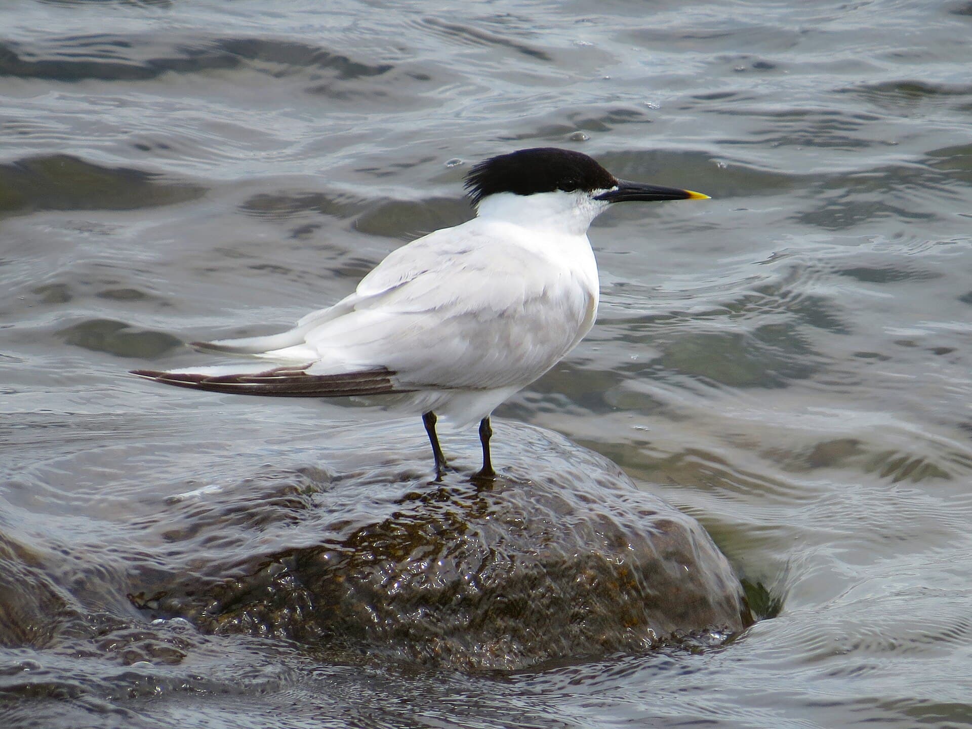 Grote Stern (Thalasseus sandvicensis) - 2020-07-18 Thalasseus sandvicensis, St Marys Island, Northumberland 01