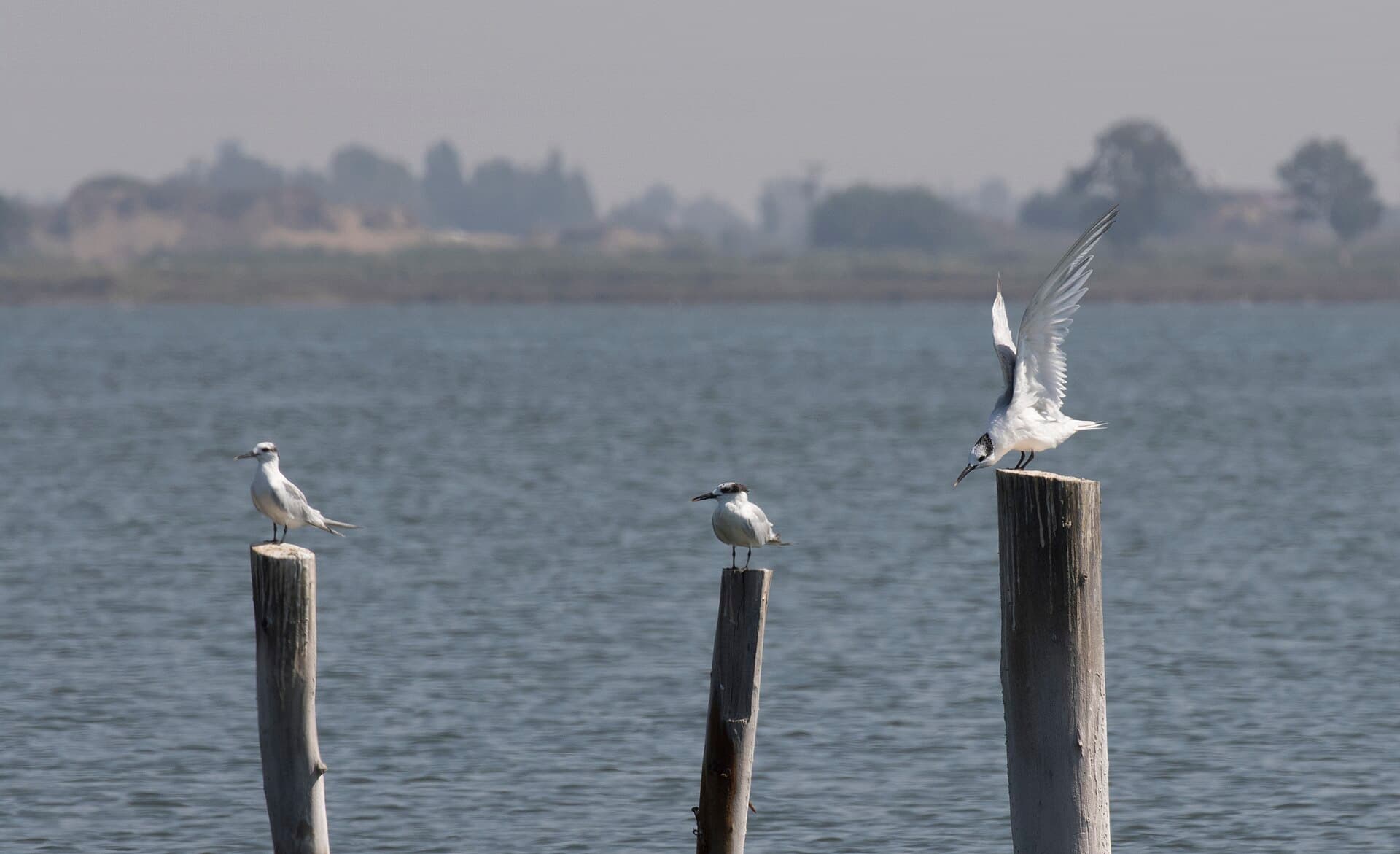 Grote Stern (Thalasseus sandvicensis) - Thalasseus sandvicensis - Sandwich Tern 02